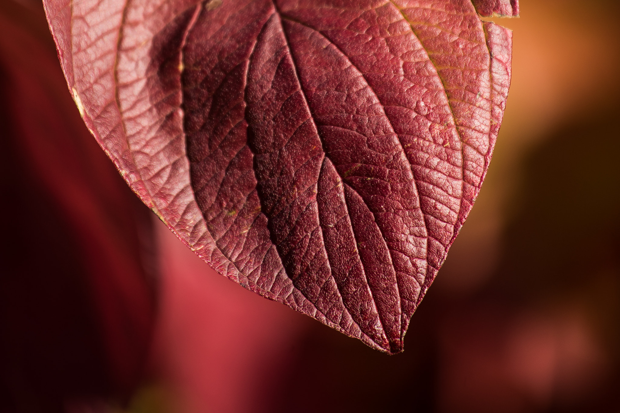 Sony a7 II sample photo. Autumn views photography