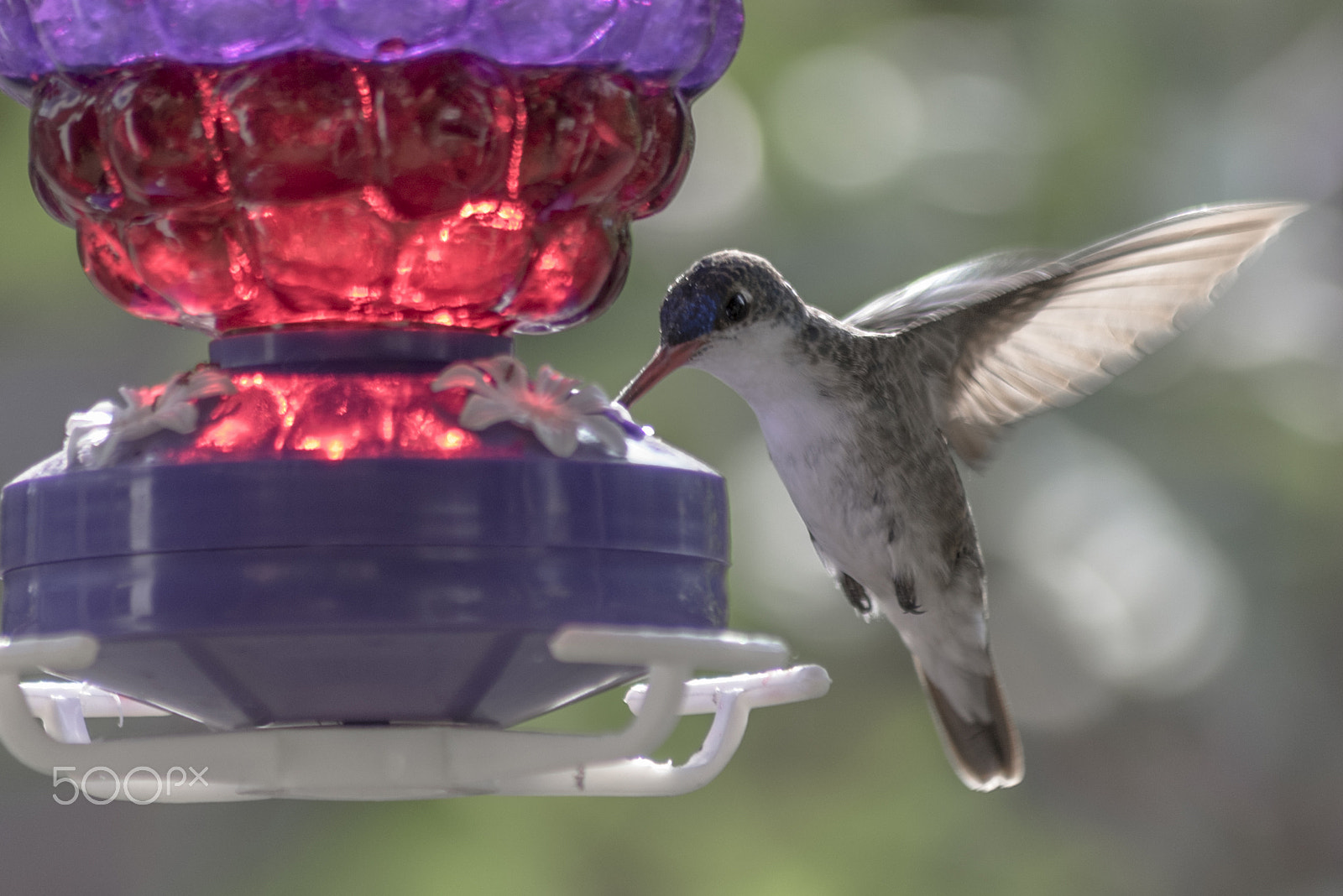 Sigma 70-300mm F4-5.6 APO DG Macro sample photo. Picaflor photography