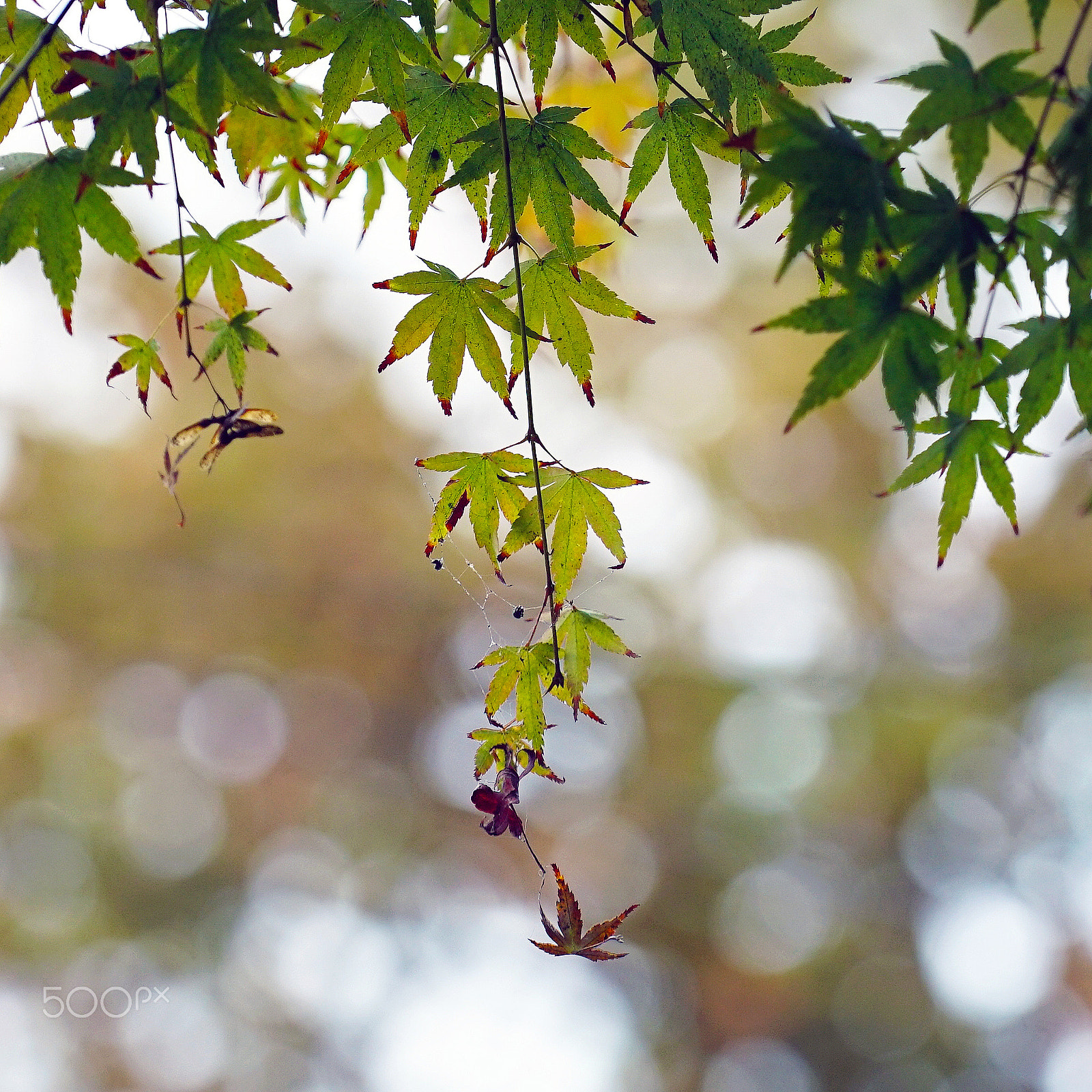 Sony a7S II + Sony FE 70-200mm F4 G OSS sample photo. My dreams are always a world away 1017 photography