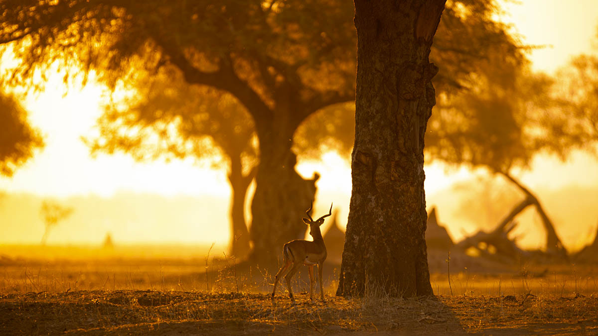 Nikon AF-S Nikkor 600mm F4G ED VR sample photo. Impala enjoying the last few hours of light, mana pools national park photography