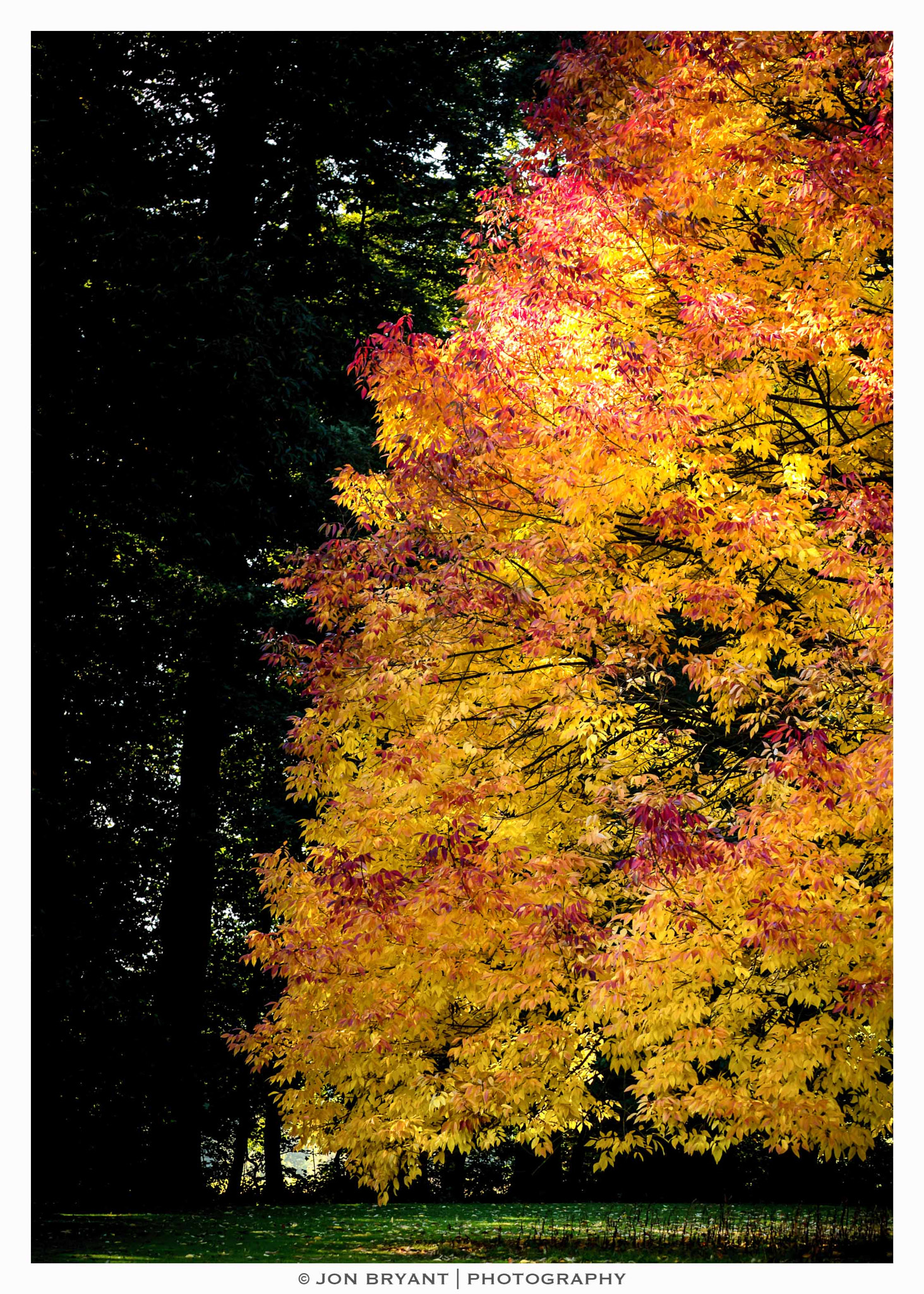 Panasonic Lumix G X Vario 35-100mm F2.8 OIS sample photo. The start of autumn photography