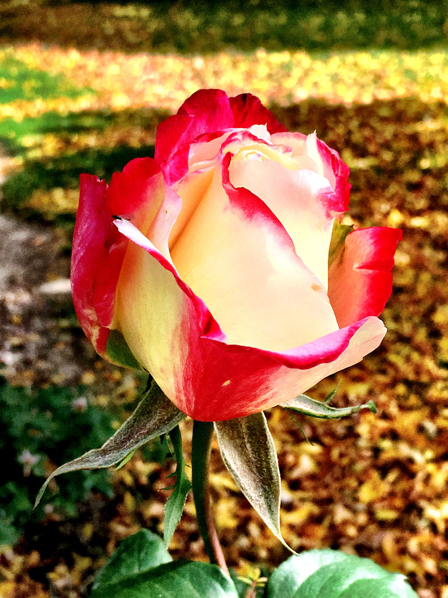 Apple iPhone8,1 sample photo