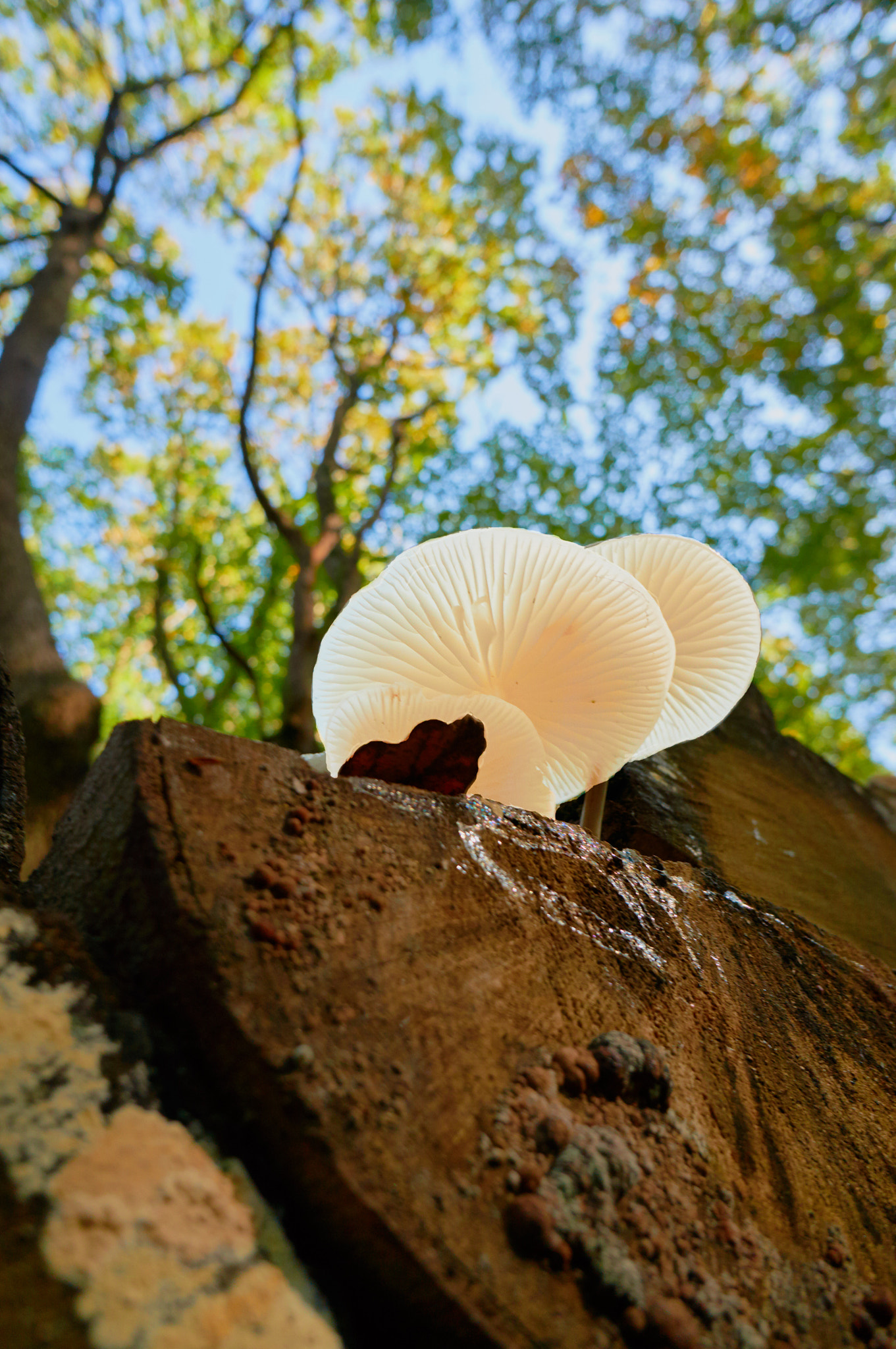 Sony Alpha NEX-6 + Sony E 16mm F2.8 sample photo. White mushrooms photography