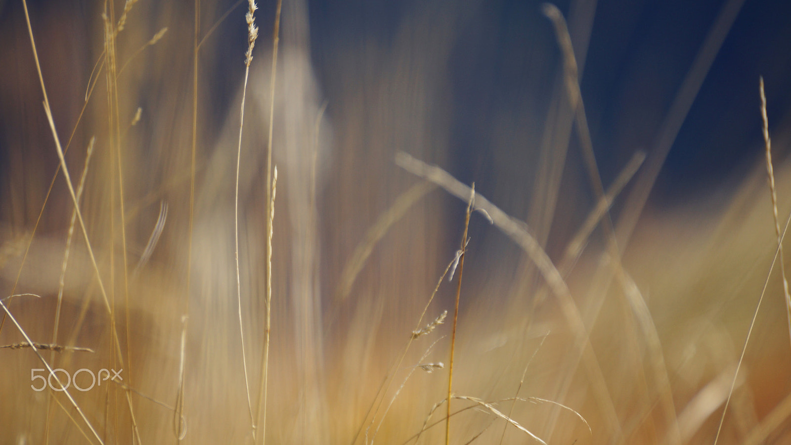 Sony DT 55-300mm F4.5-5.6 SAM sample photo. Wild grass photography