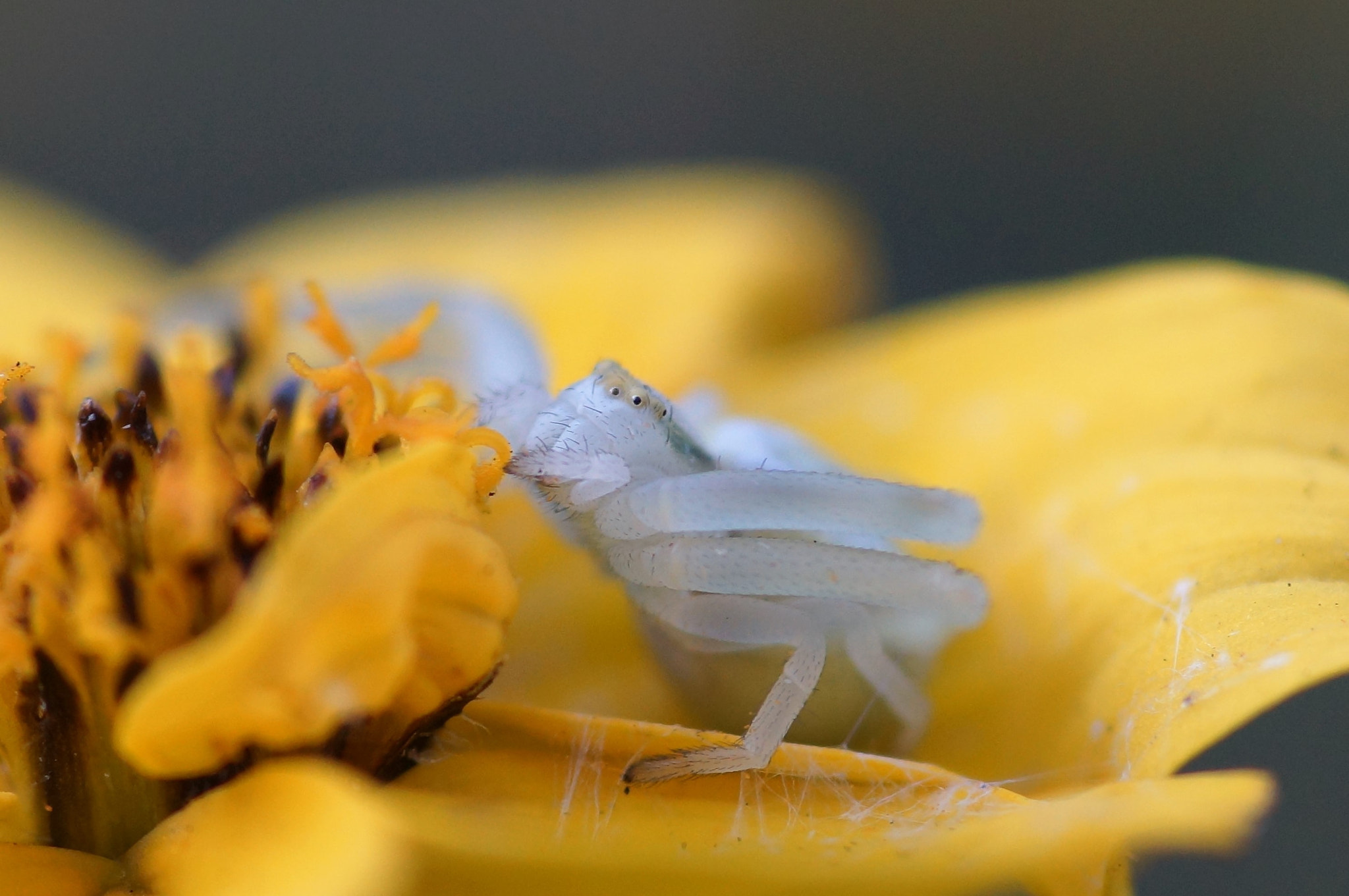 Sony SLT-A77 + Minolta AF 100mm F2.8 Macro [New] sample photo. () photography