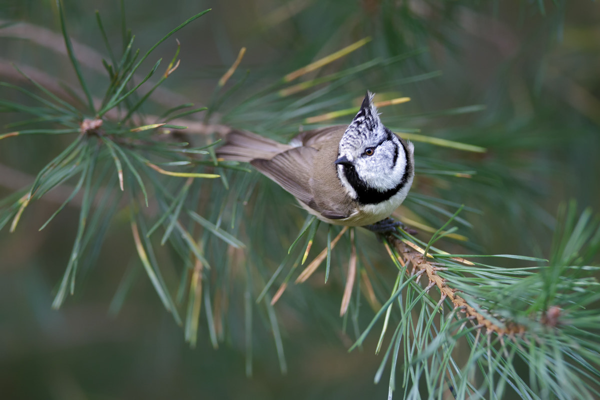 Canon EOS-1D X + Canon EF 400mm F2.8L IS II USM sample photo. Crested tit photography