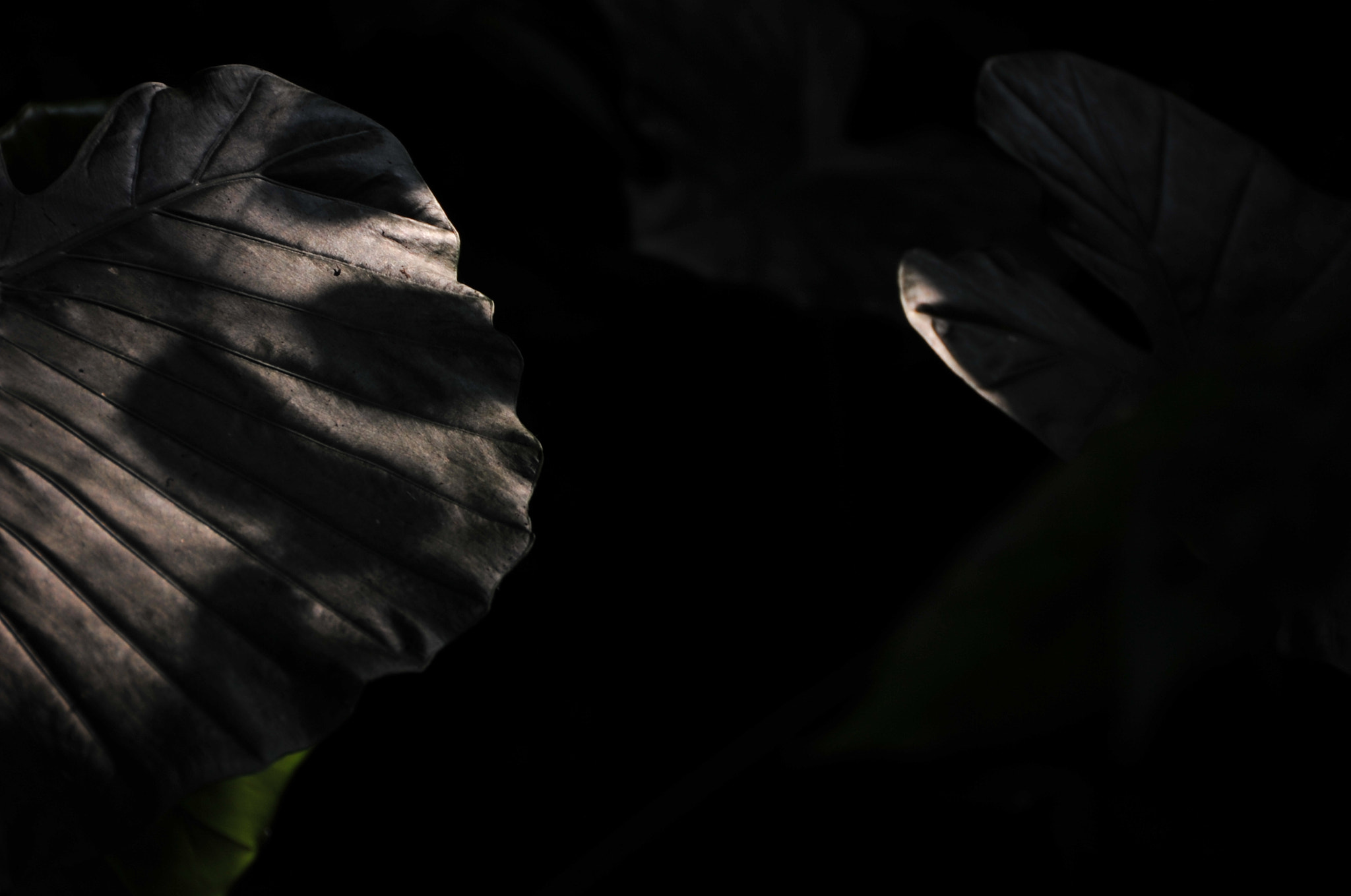 Nikon D3 sample photo. .. photography