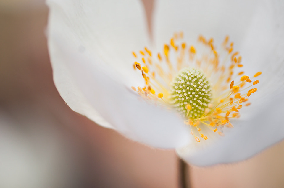 Nikon D5000 sample photo. Anemone photography
