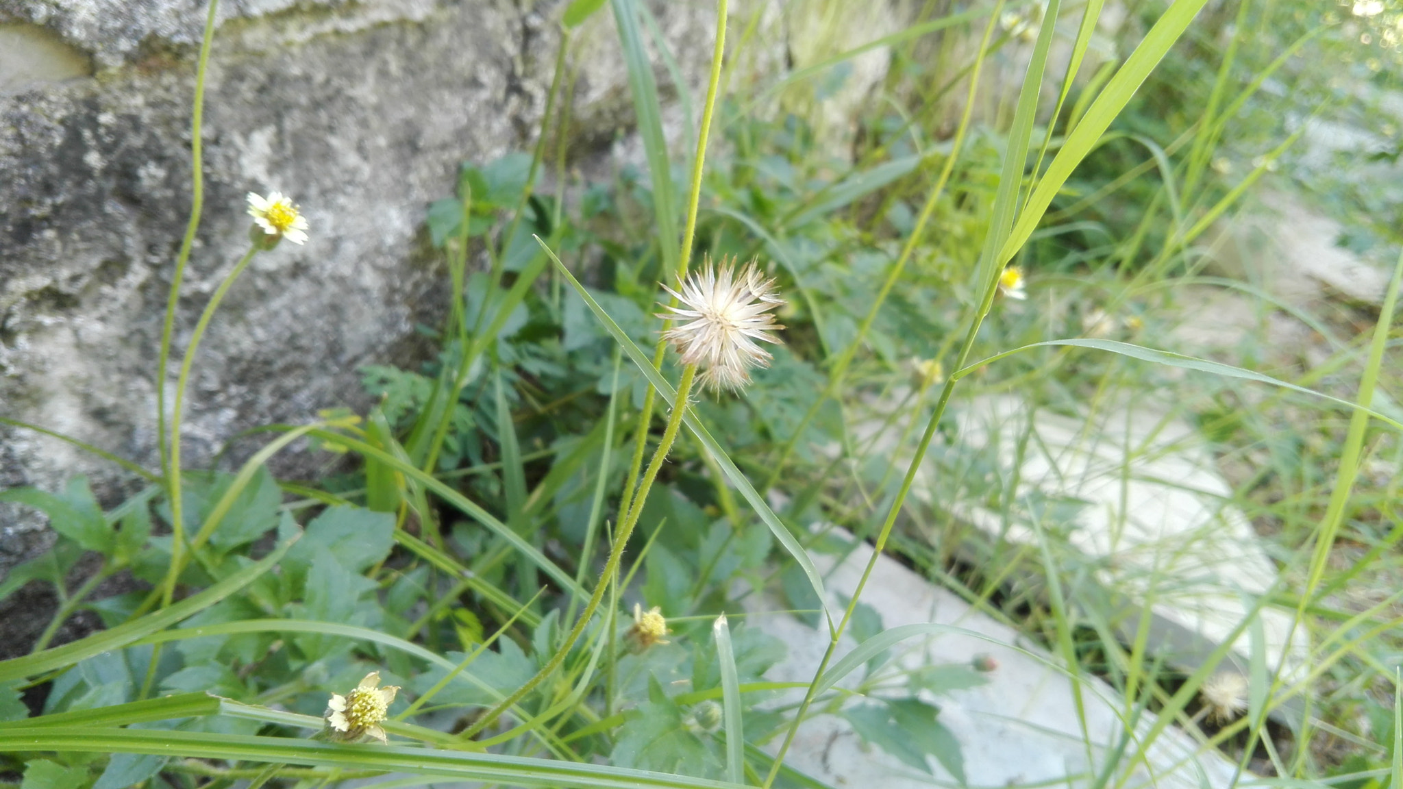 HUAWEI CHM-U01 sample photo