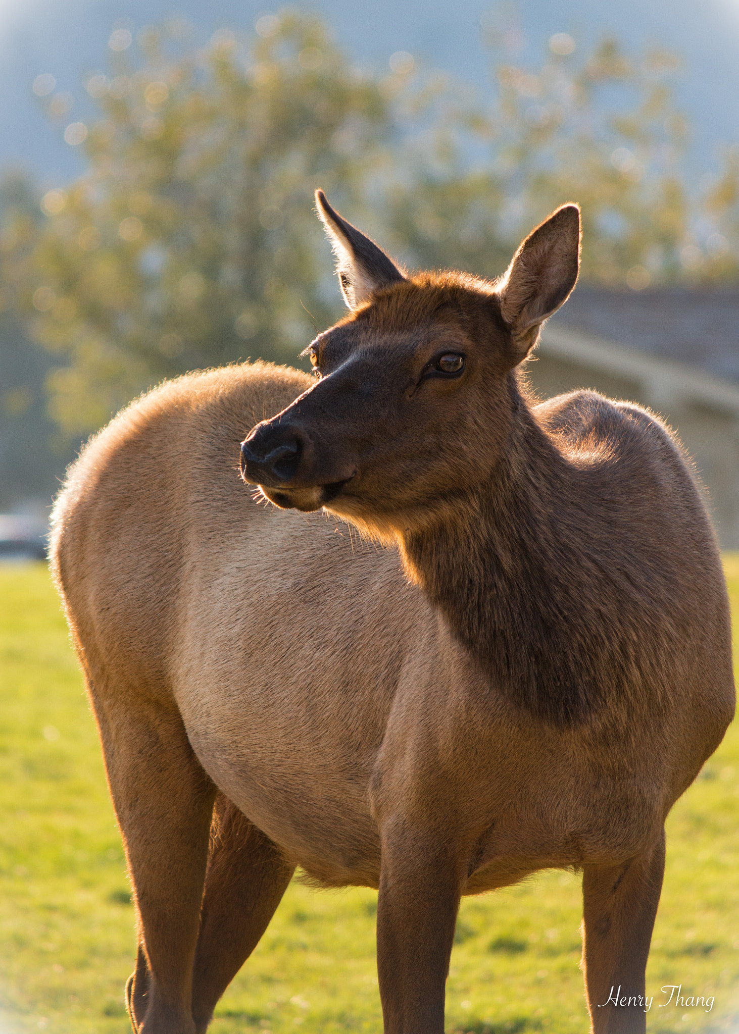 Canon EF-S 55-250mm F4-5.6 IS sample photo. Mom elk photography