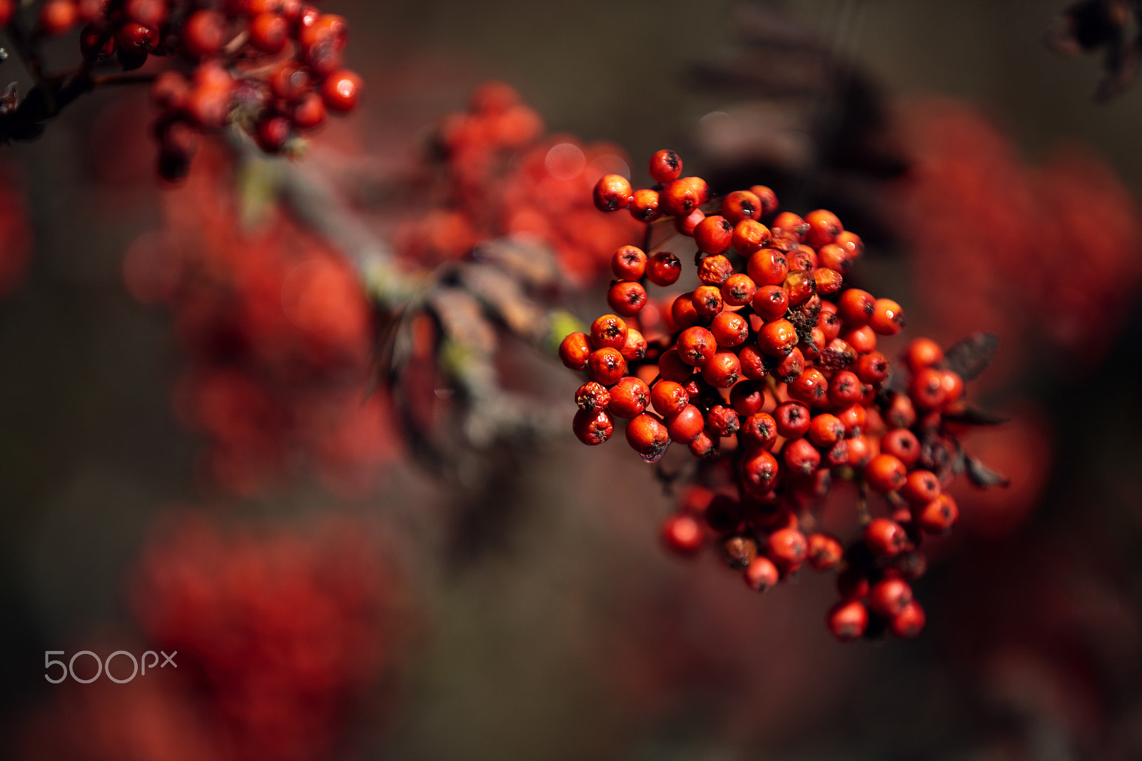 Canon EF 70-200mm F2.8L IS USM sample photo. Mountain ash photography