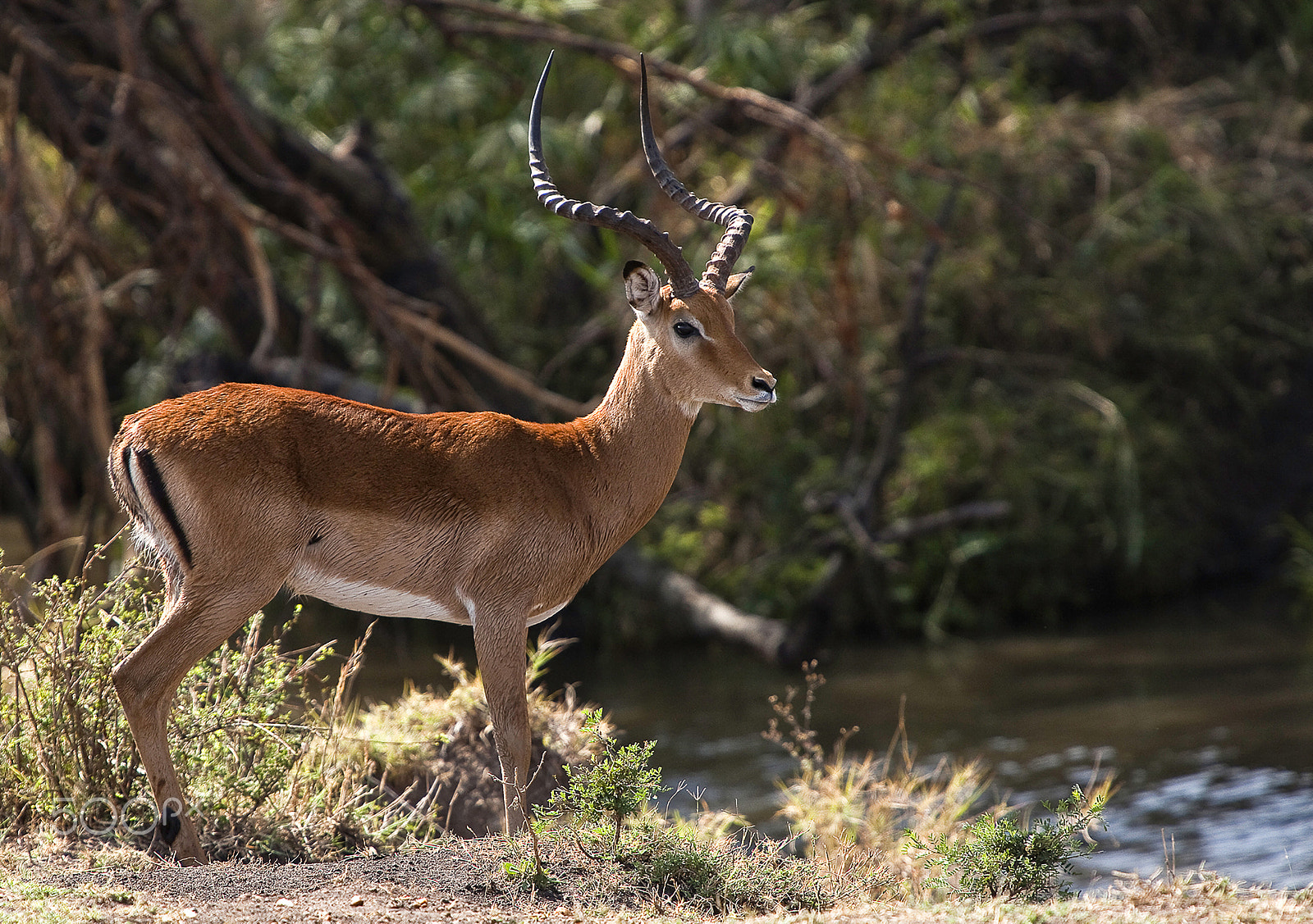 Canon EOS 5D Mark II + Canon EF 70-200mm F2.8L IS USM sample photo. Impala in the serengeti park photography