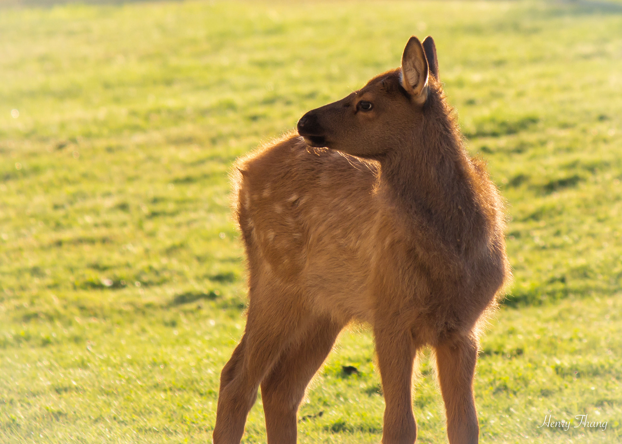 Canon EF-S 55-250mm F4-5.6 IS sample photo. Baby elk photography