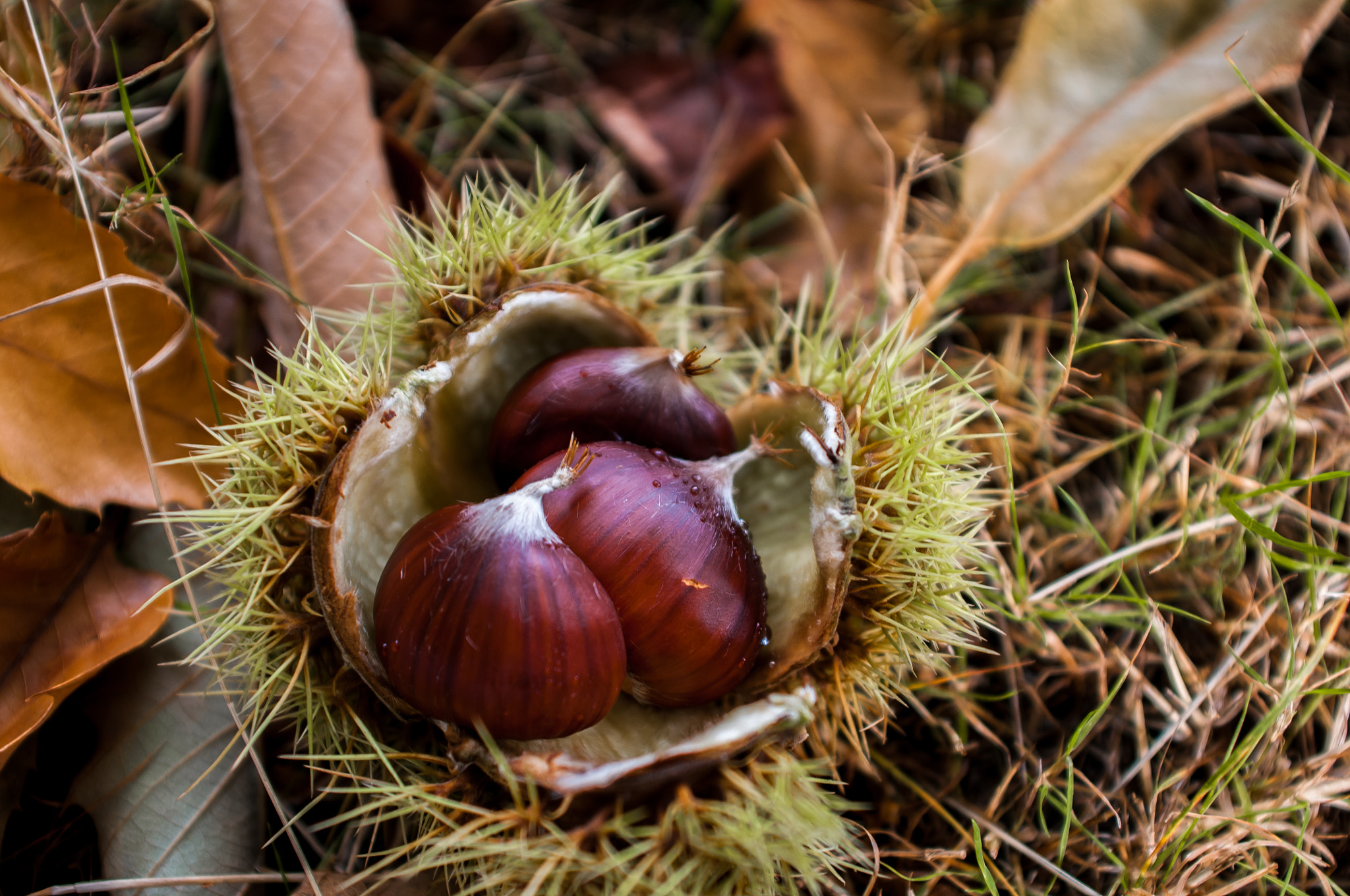 Nikon D300 + AF Zoom-Nikkor 28-85mm f/3.5-4.5 sample photo. Fallen chestnuts photography