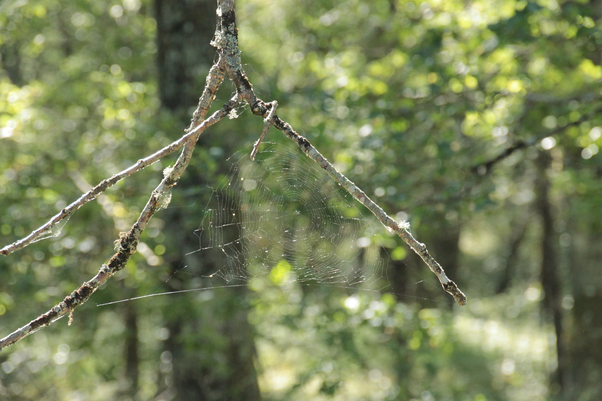 Sigma 18-250mm F3.5-6.3 DC OS HSM sample photo. Img photography