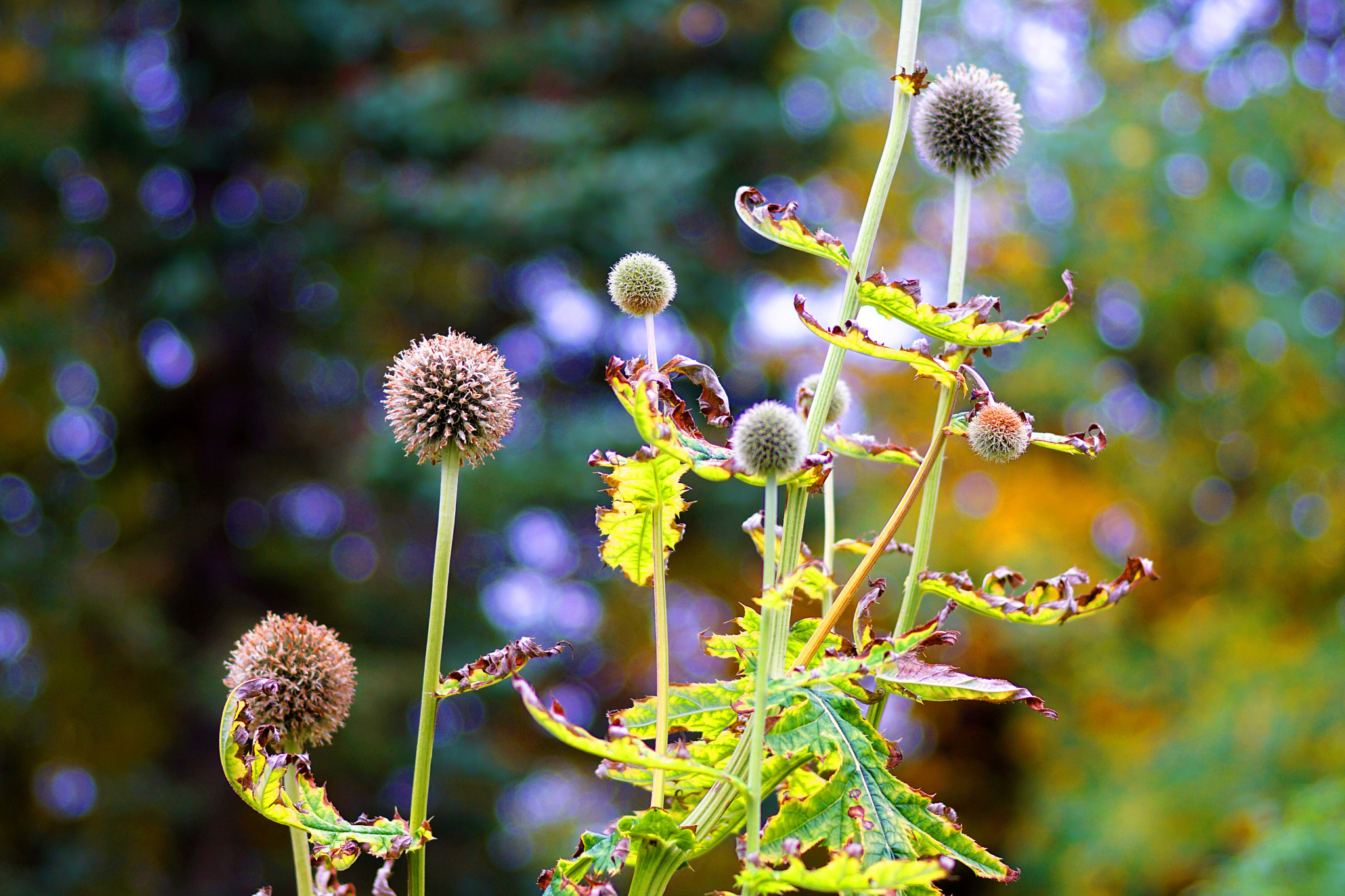 Sony ILCA-77M2 sample photo. Deco flowers photography