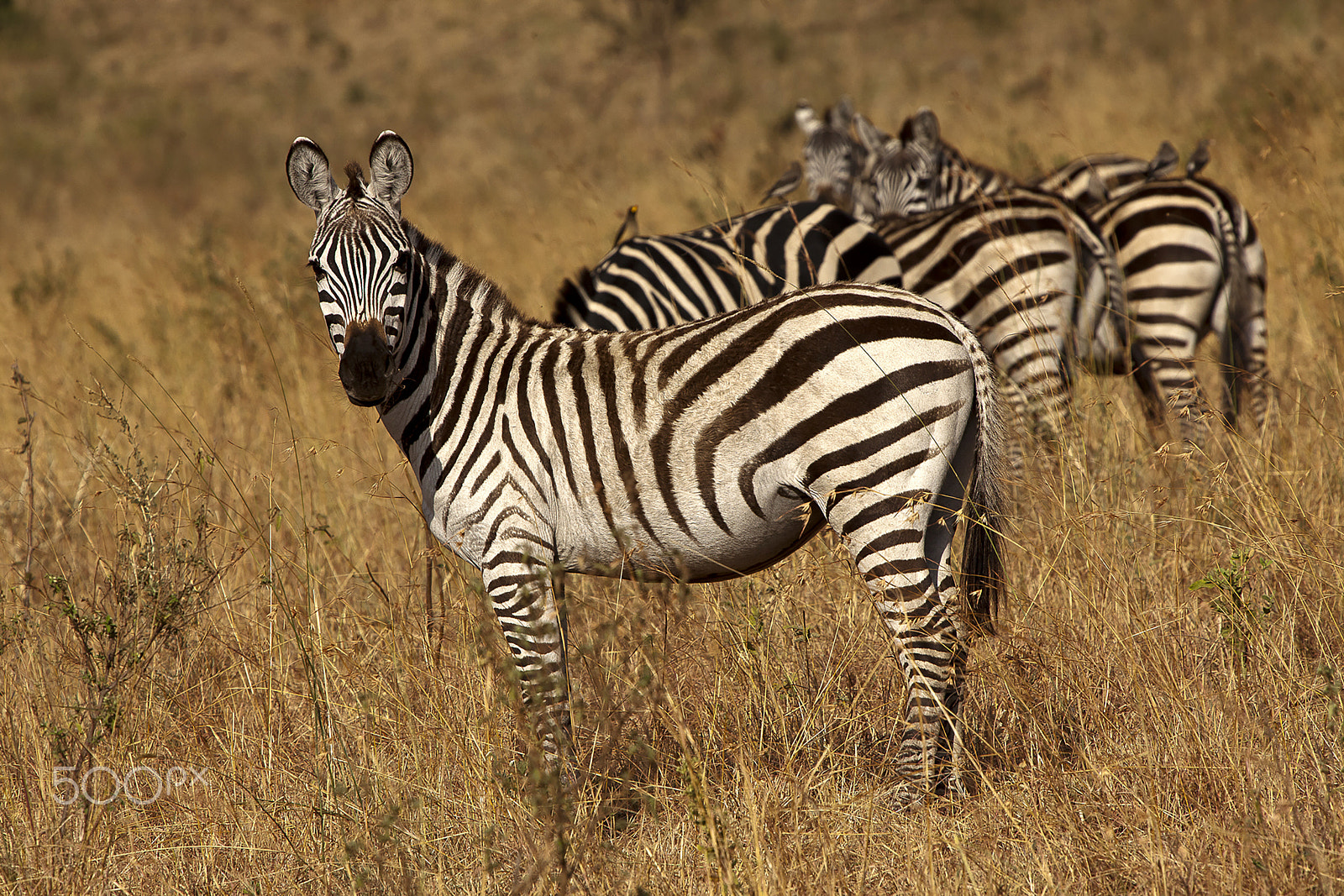 Canon EOS 5D Mark II + Canon EF 70-200mm F2.8L IS USM sample photo. Zebras in the serengeti park photography