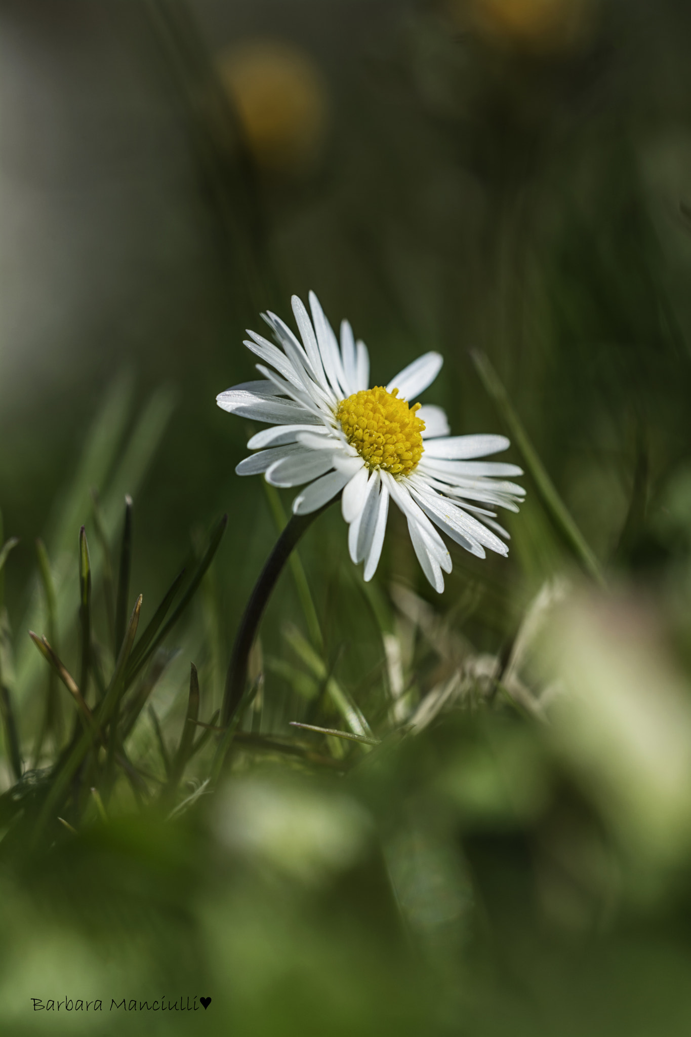 Sigma 150mm F2.8 EX DG OS Macro HSM sample photo. La bellezza in tanta semplicità  photography