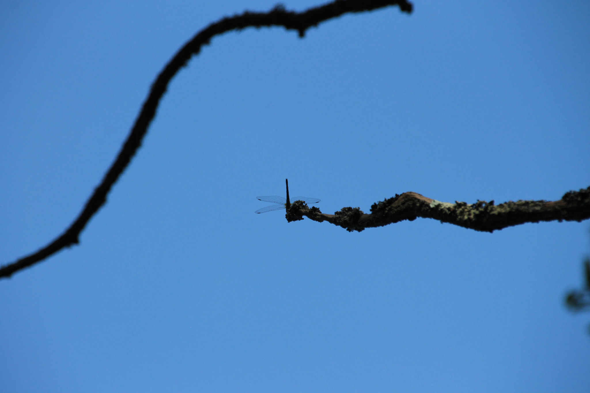 Sigma 18-250mm F3.5-6.3 DC OS HSM sample photo. Img photography