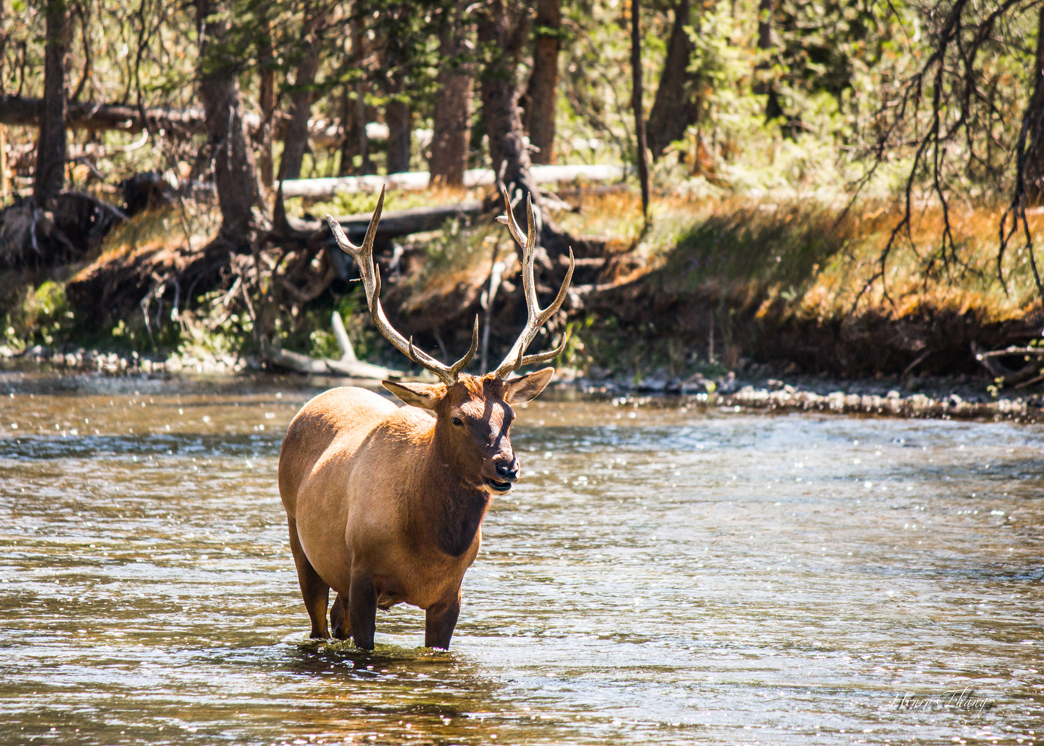 Canon EF-S 55-250mm F4-5.6 IS sample photo. Bull elk photography