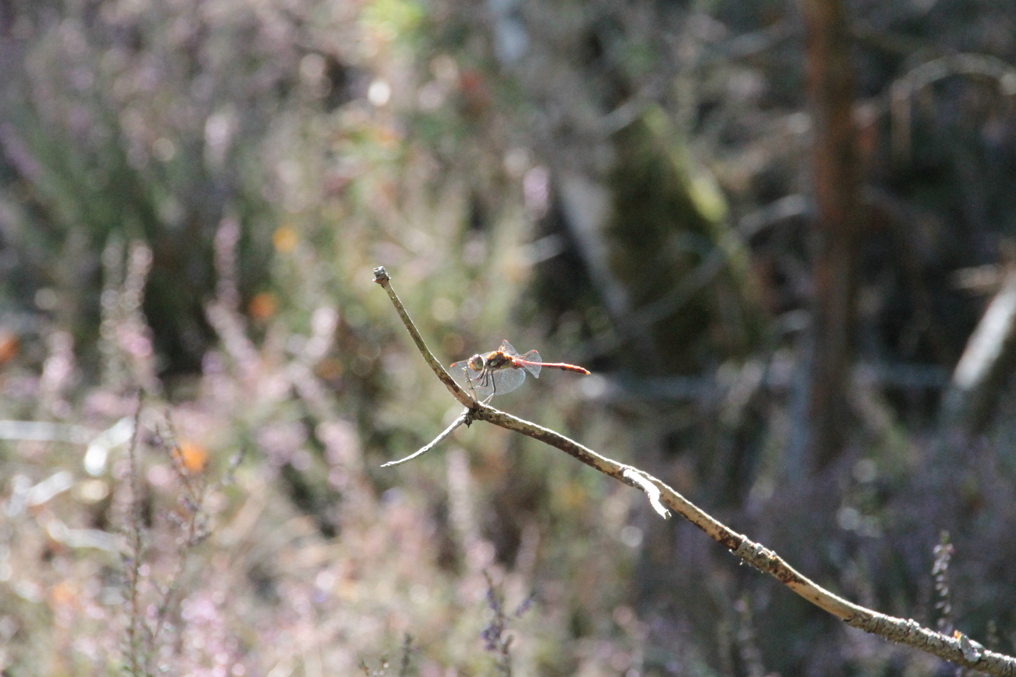 Sigma 18-250mm F3.5-6.3 DC OS HSM sample photo. () photography