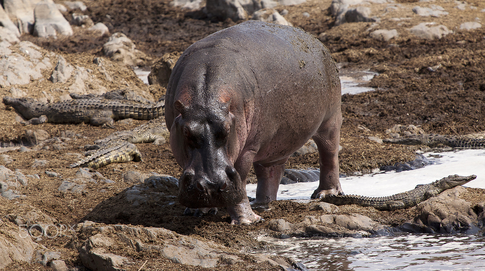 Canon EOS 5D Mark II + Canon EF 70-200mm F2.8L IS USM sample photo. Hippo at little crocodiles photography