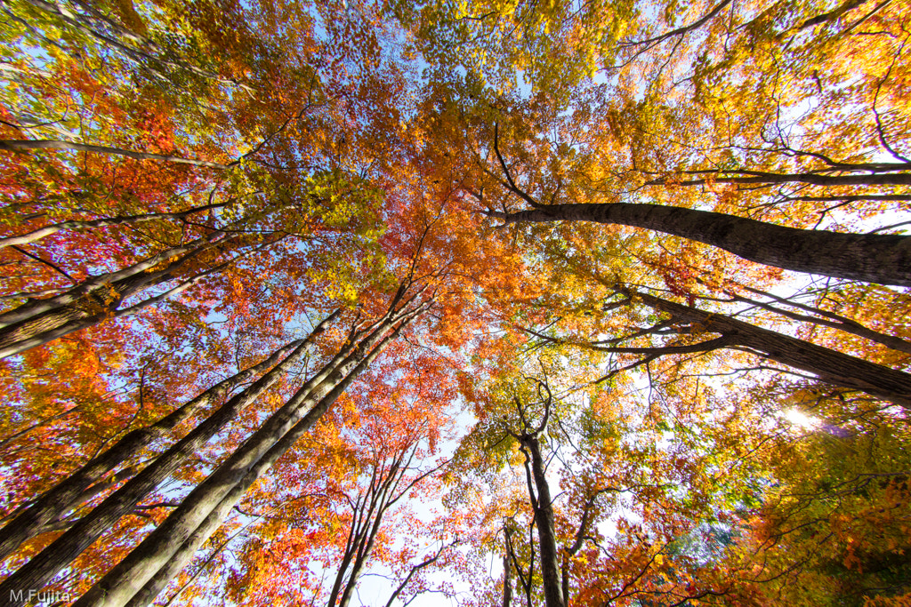 Canon EOS 5DS R + Canon EF 8-15mm F4L Fisheye USM sample photo. Fall look up photography