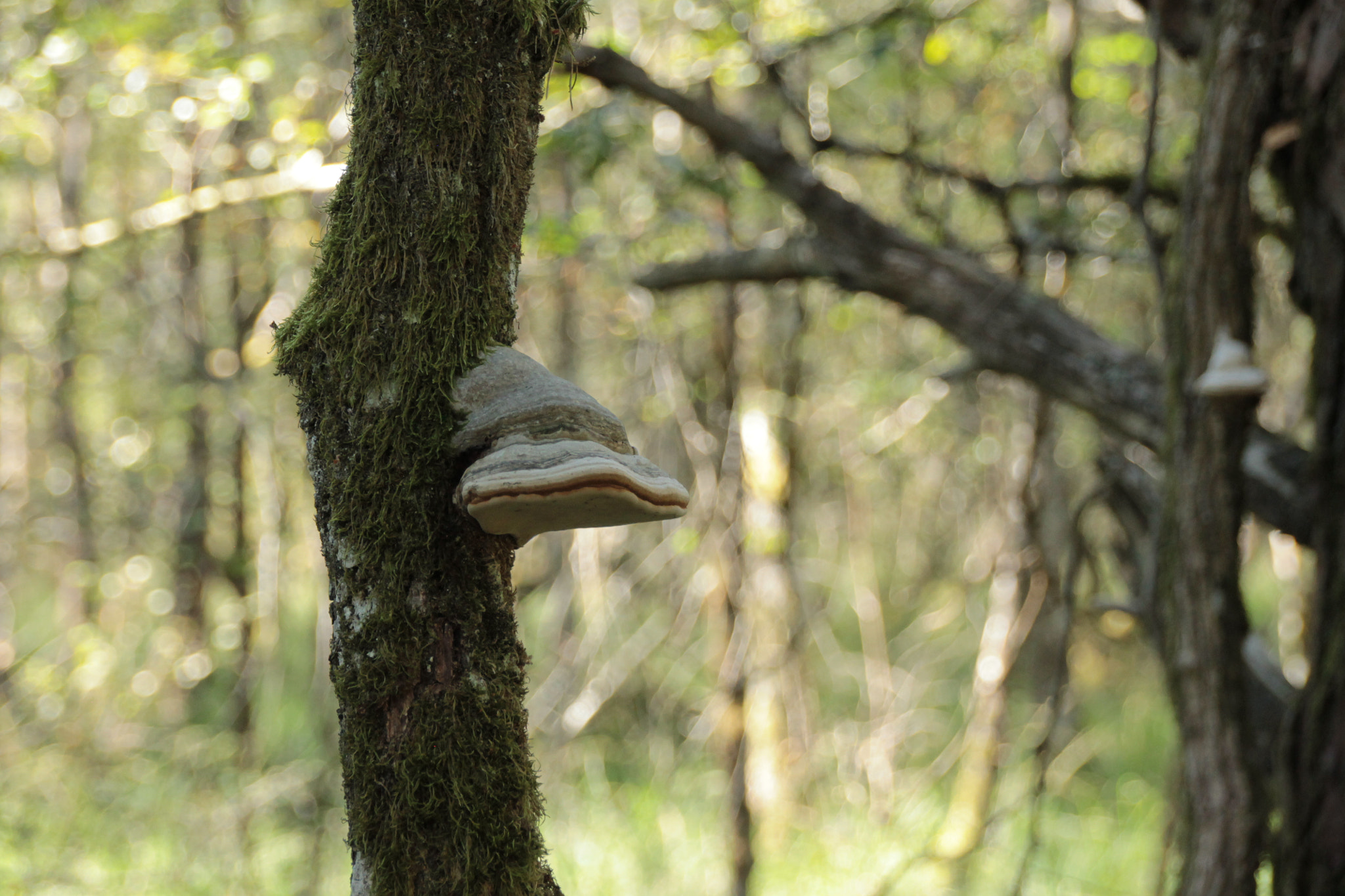 Sigma 18-250mm F3.5-6.3 DC OS HSM sample photo. Img photography