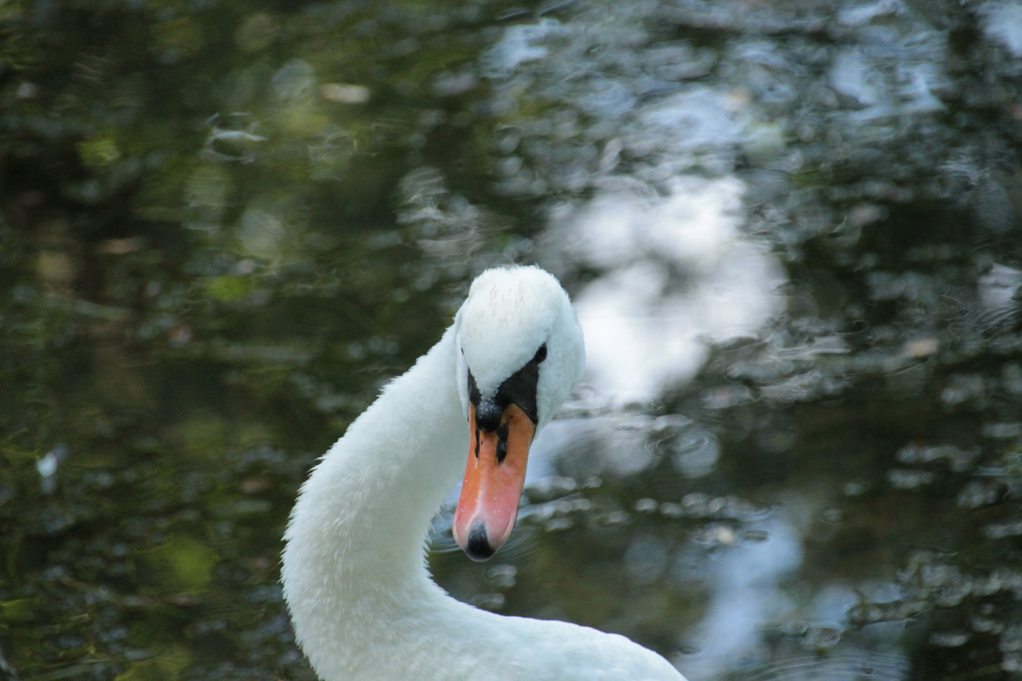 Sigma 18-250mm F3.5-6.3 DC OS HSM sample photo. Img photography