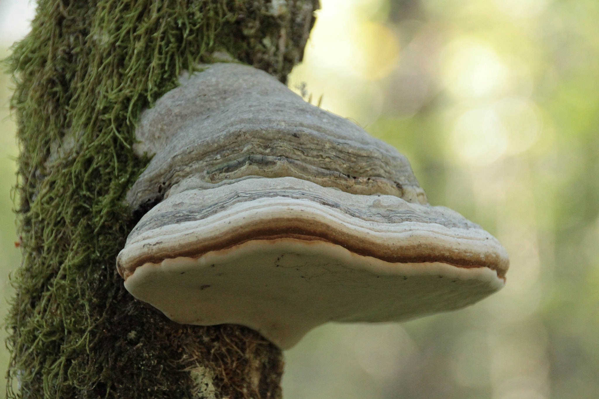 Sigma 18-250mm F3.5-6.3 DC OS HSM sample photo. Img photography