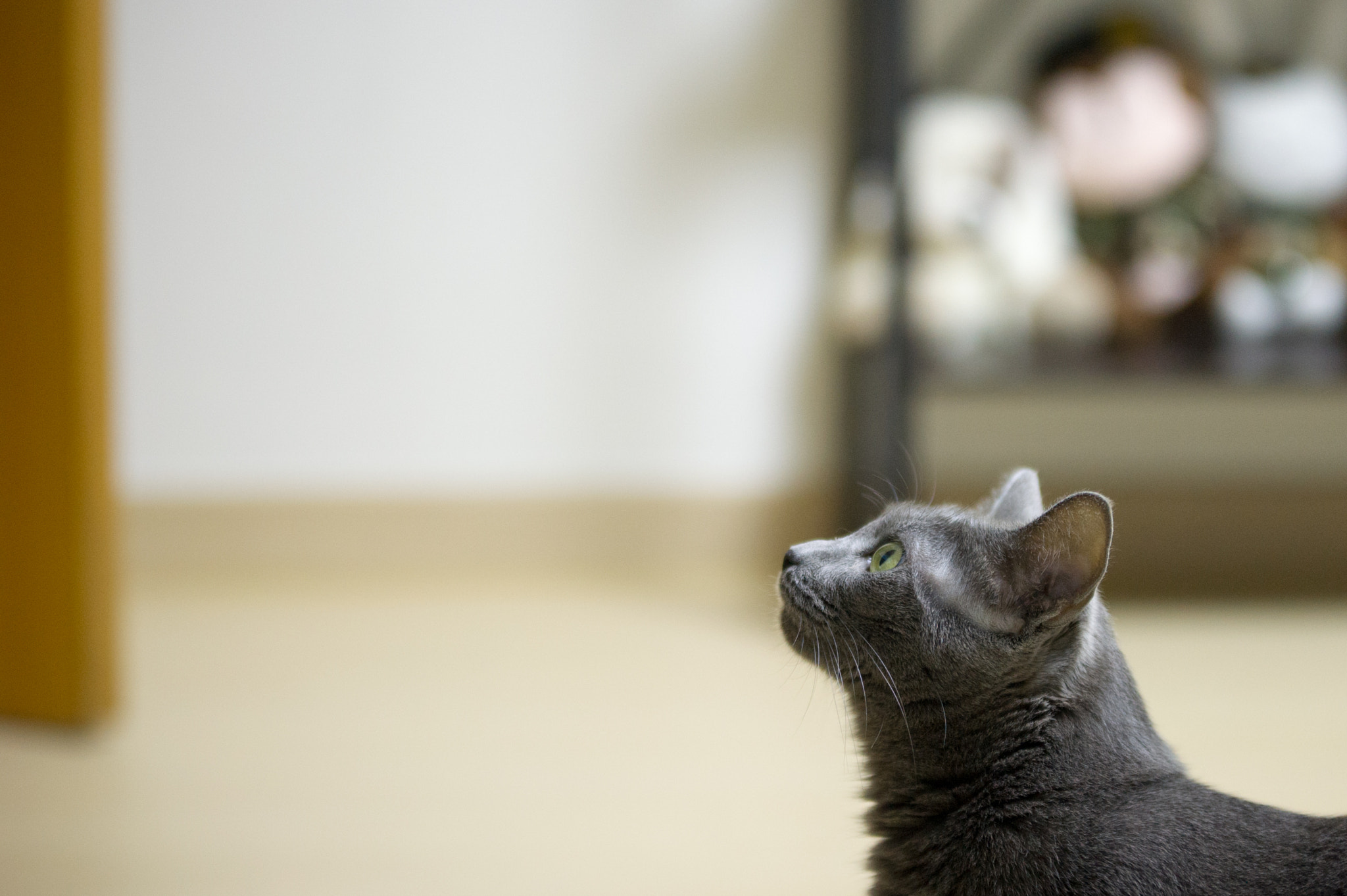 Sigma 70-200mm F2.8 EX DG OS HSM sample photo. Staring at...star... photography