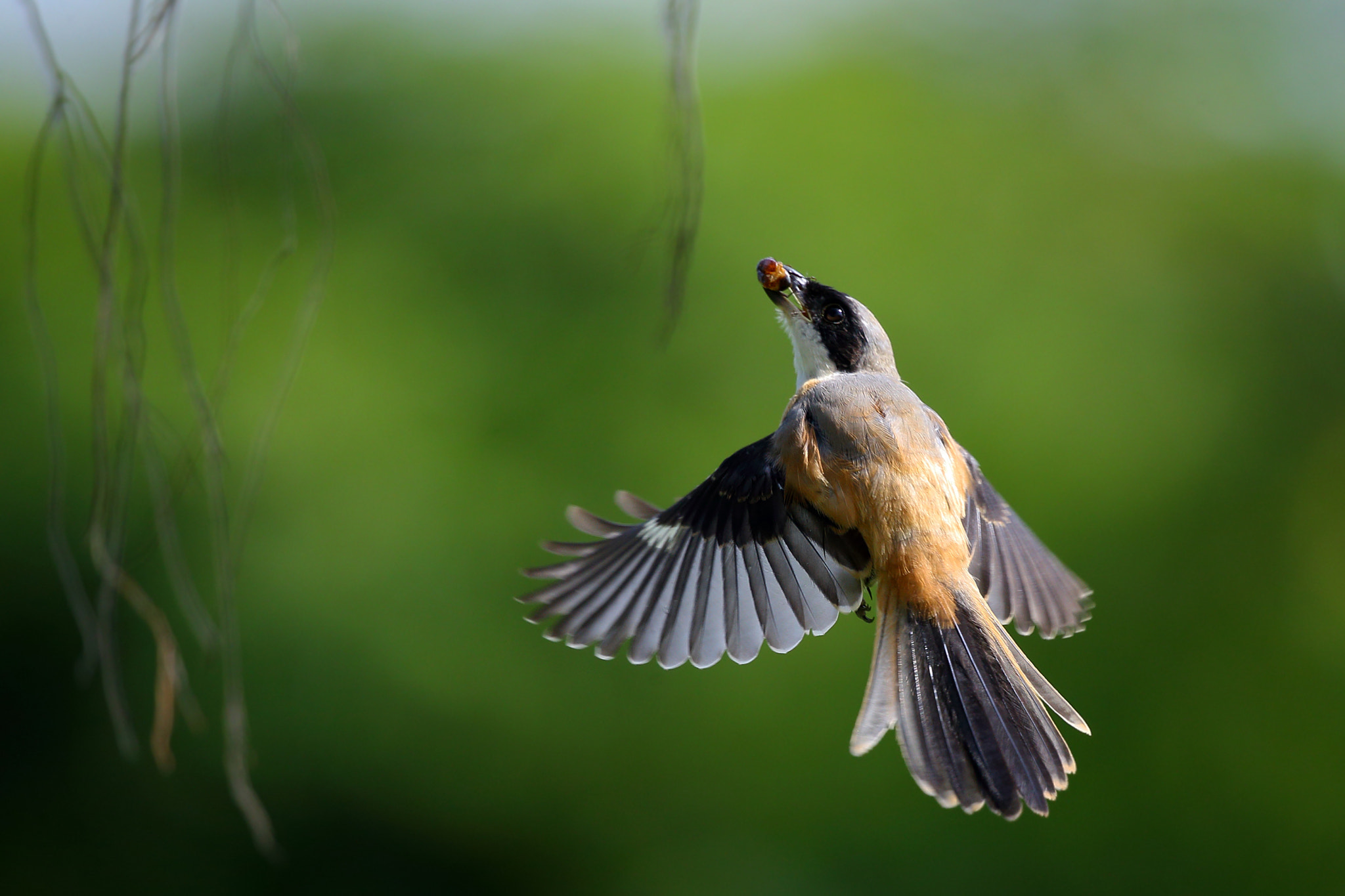 Canon EF 300mm F2.8L IS II USM sample photo. Coming home with their prey photography