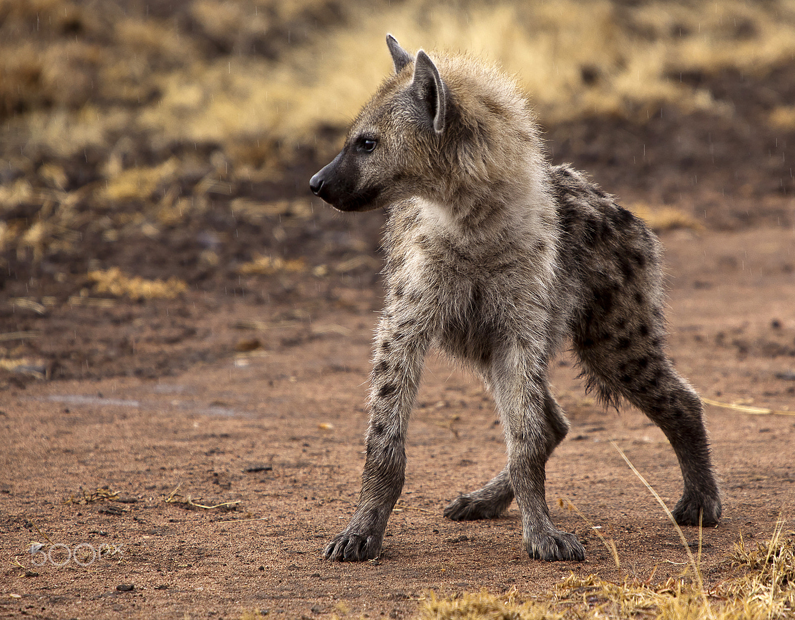 Canon EOS 5D Mark II + Canon EF 70-200mm F2.8L IS USM sample photo. Young  hyena in search of food. photography