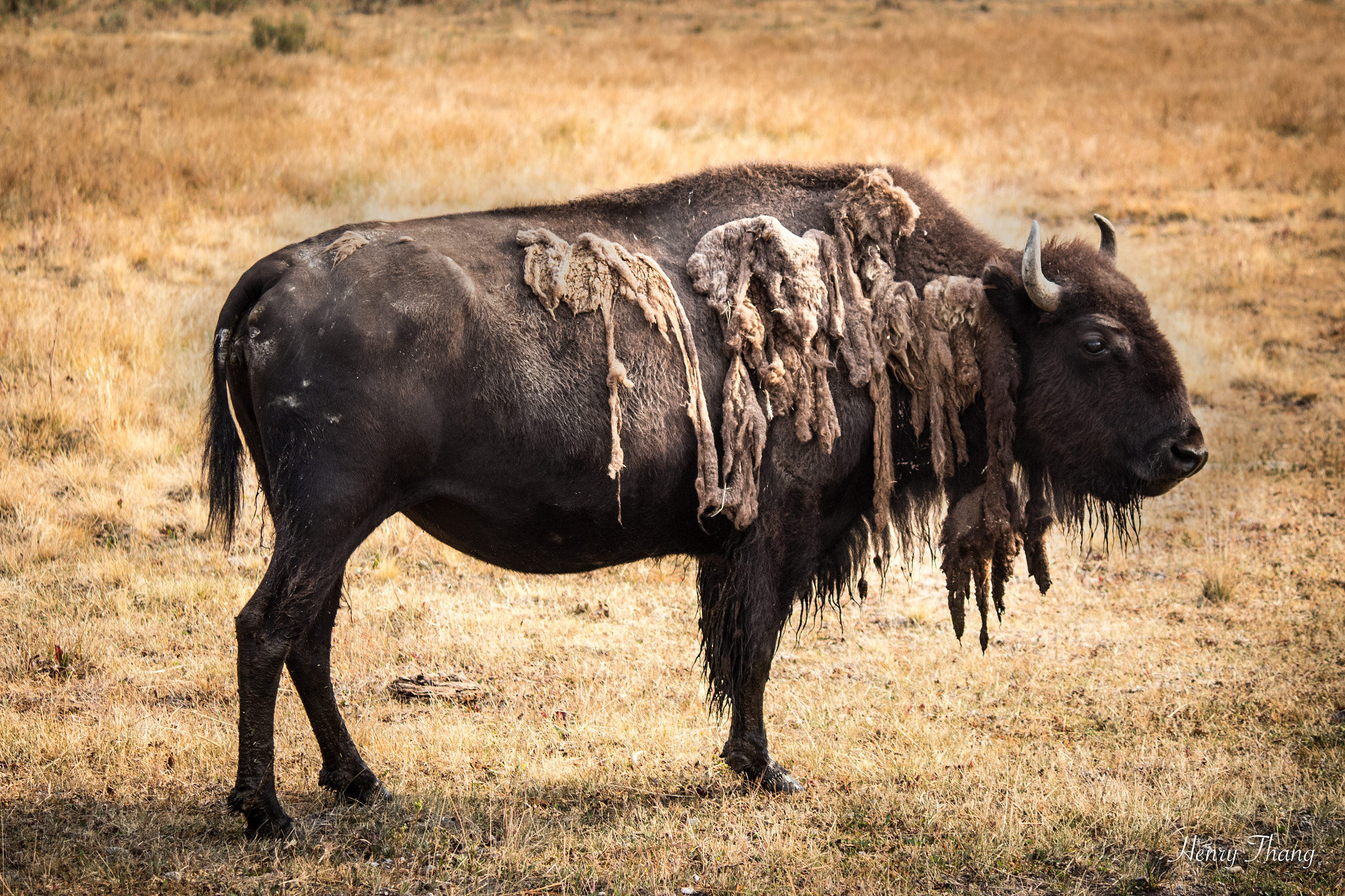 Canon EF-S 55-250mm F4-5.6 IS sample photo. Bison photography