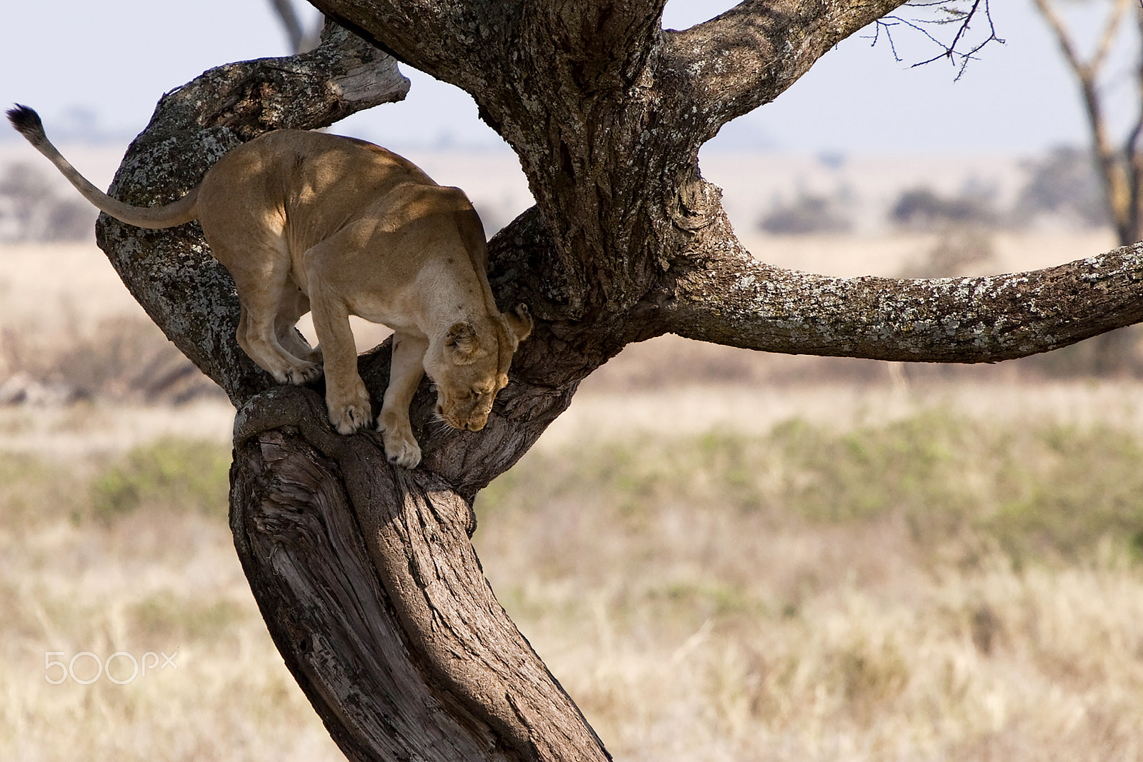 Canon EF 70-200mm F2.8L IS USM sample photo. Lioness in trap photography