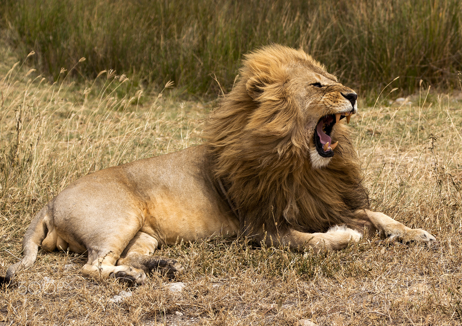 Canon EOS 5D Mark II + Canon EF 70-200mm F2.8L IS USM sample photo. The roar of young lion. photography