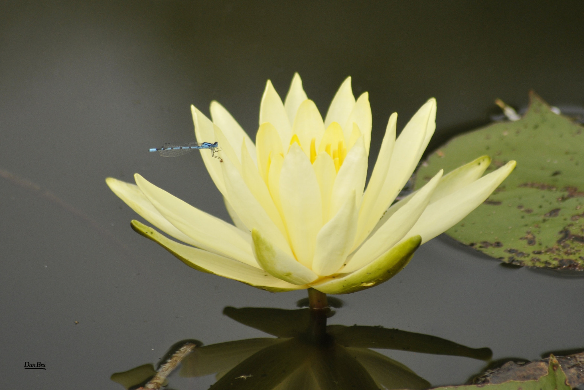 Sigma 70-300mm F4-5.6 APO DG Macro sample photo. La visite photography