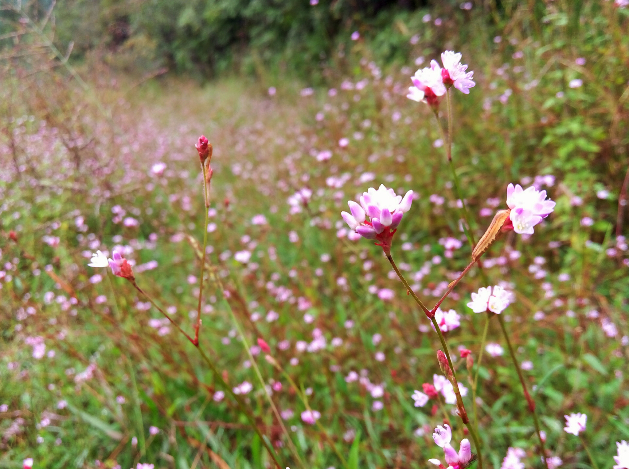 Meizu m1 note sample photo. Sea of flower photography