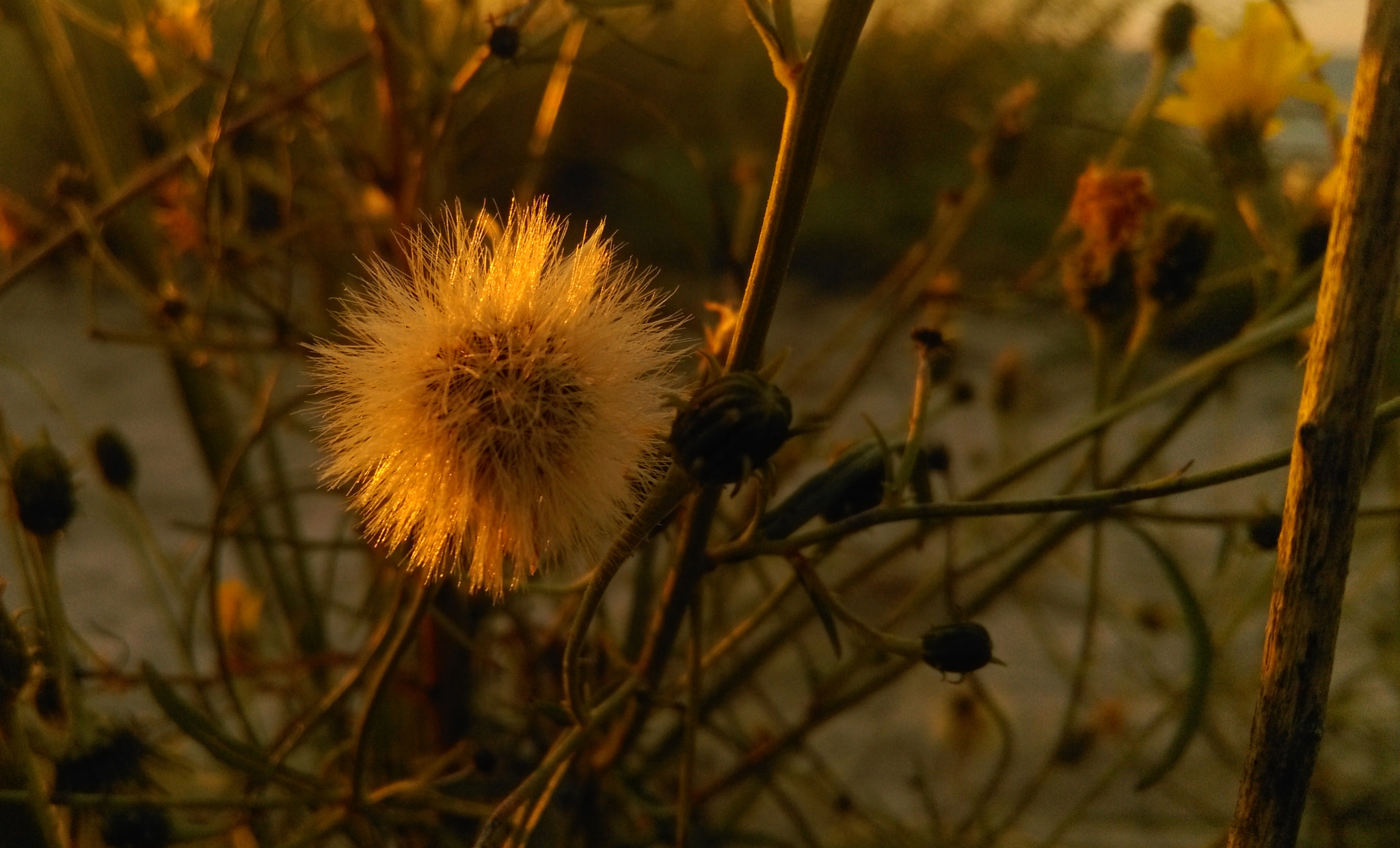 HTC DESIRE 820 sample photo. Flower photography