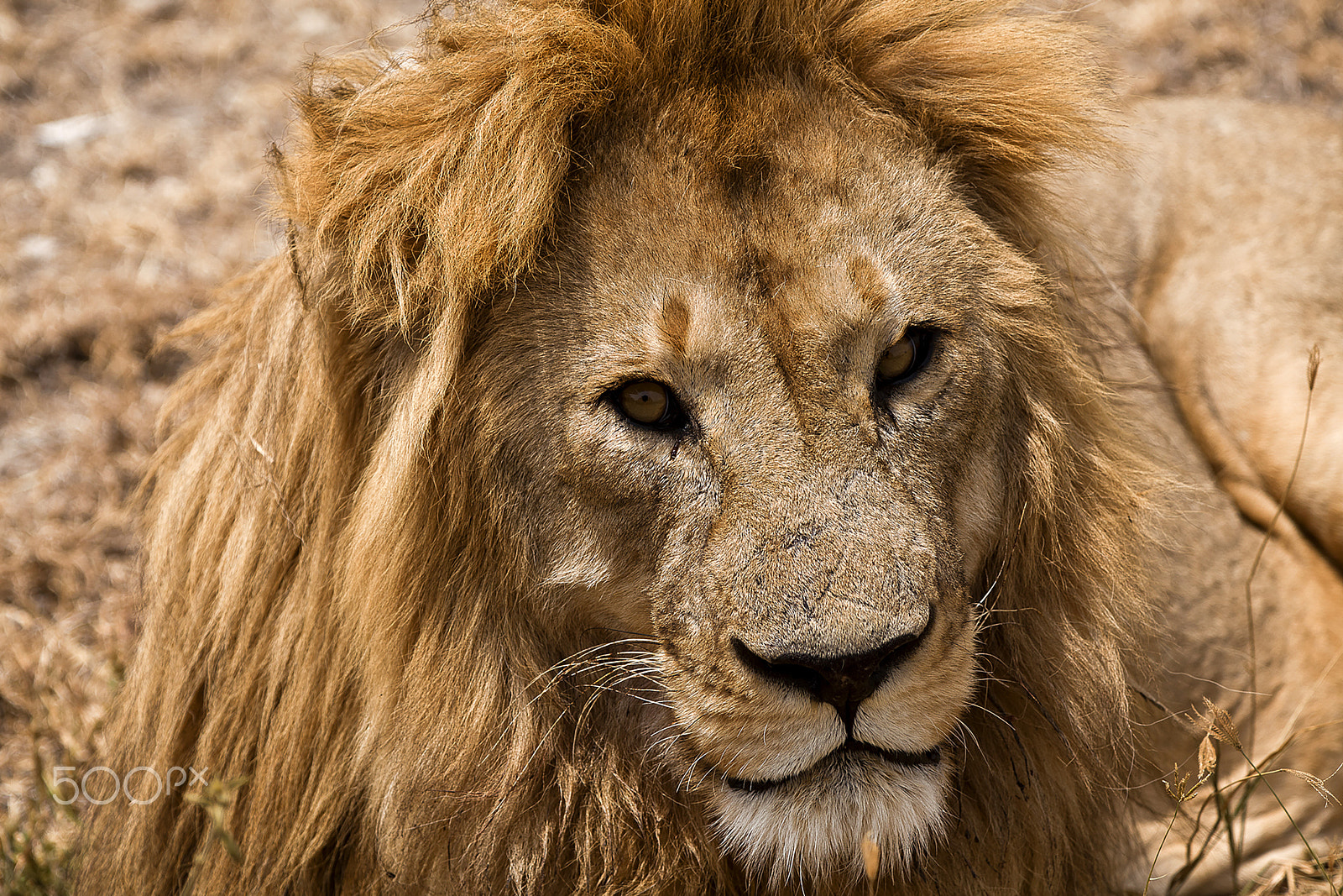 Canon EF 70-200mm F2.8L IS USM sample photo. Portrait lion. photography