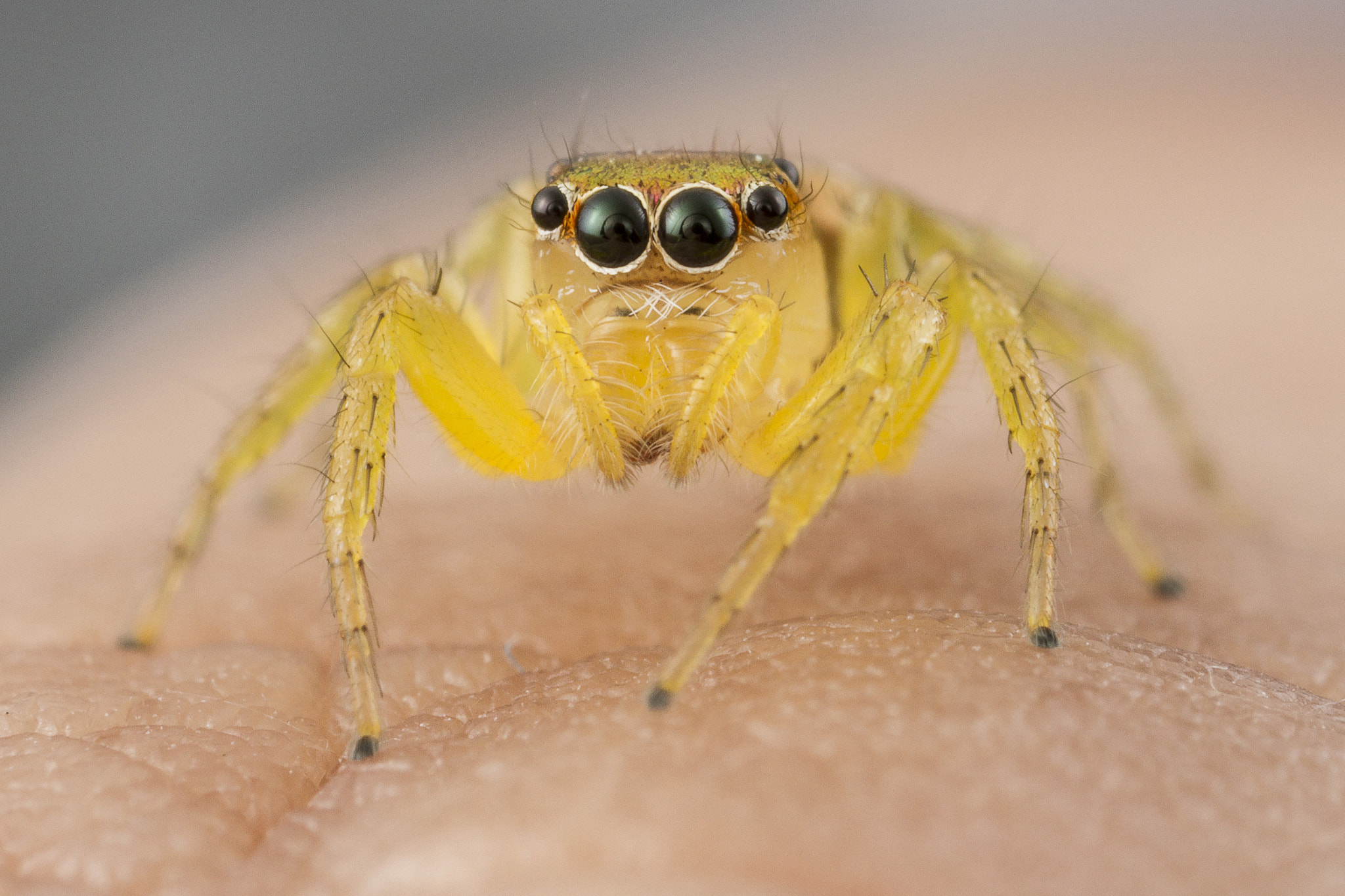 Canon EOS 7D + Canon MP-E 65mm F2.5 1-5x Macro Photo sample photo. Jumping spider on my finger photography