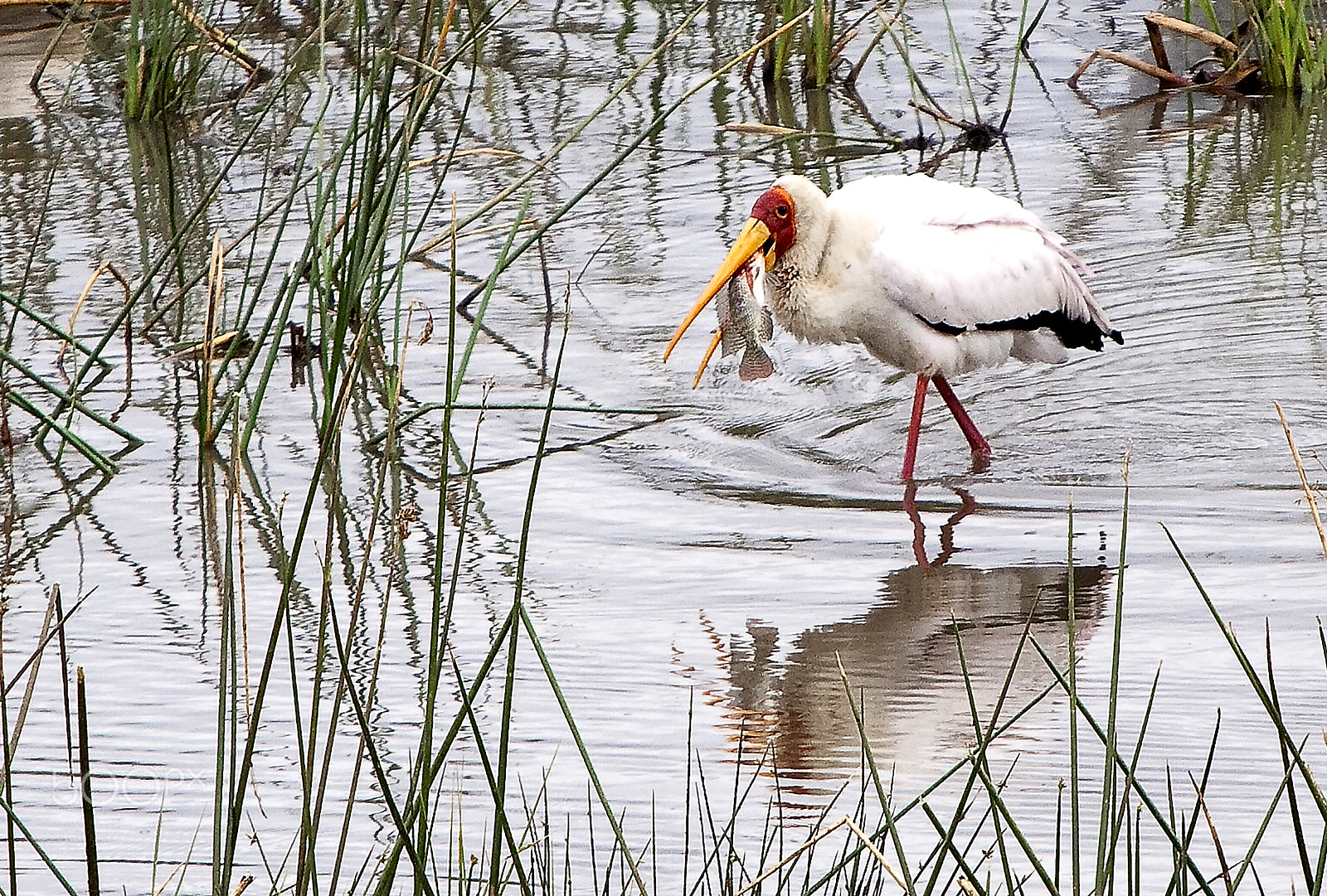 Canon EF 70-200mm F2.8L IS USM sample photo. Very good this fish! photography