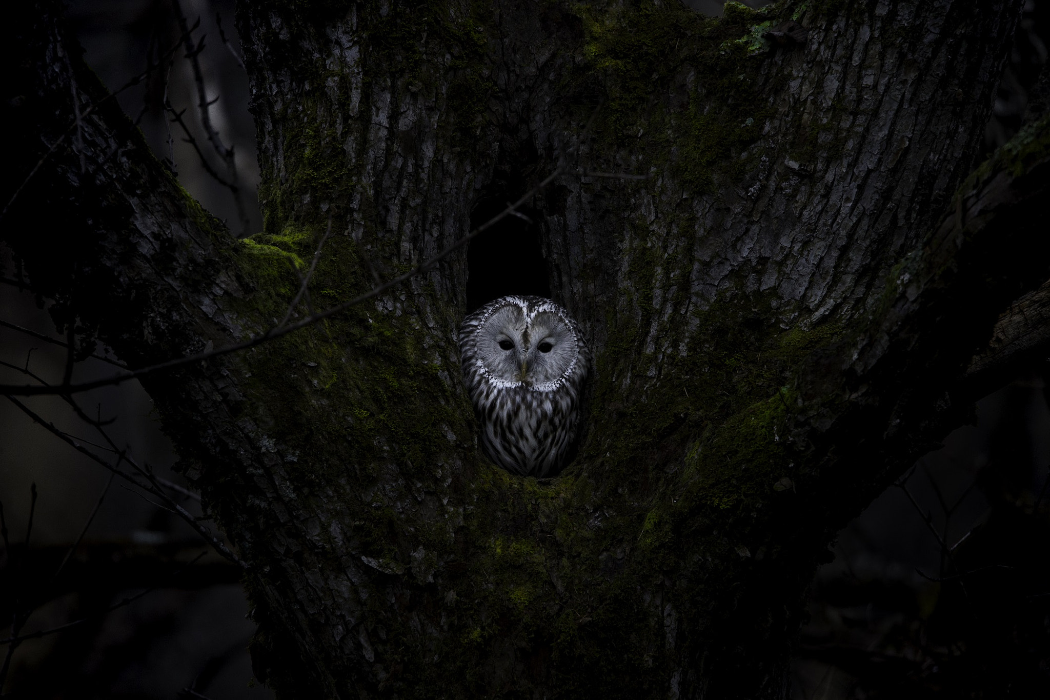 Tamron SP 150-600mm F5-6.3 Di VC USD sample photo. Wise man of the forest photography