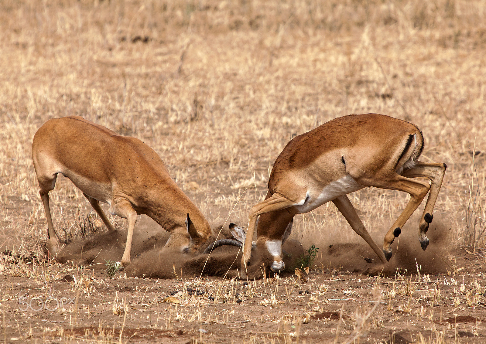 Canon EOS 5D Mark II + Canon EF 70-200mm F2.8L IS USM sample photo. Struggle among the impalas for the conquest of the female. photography