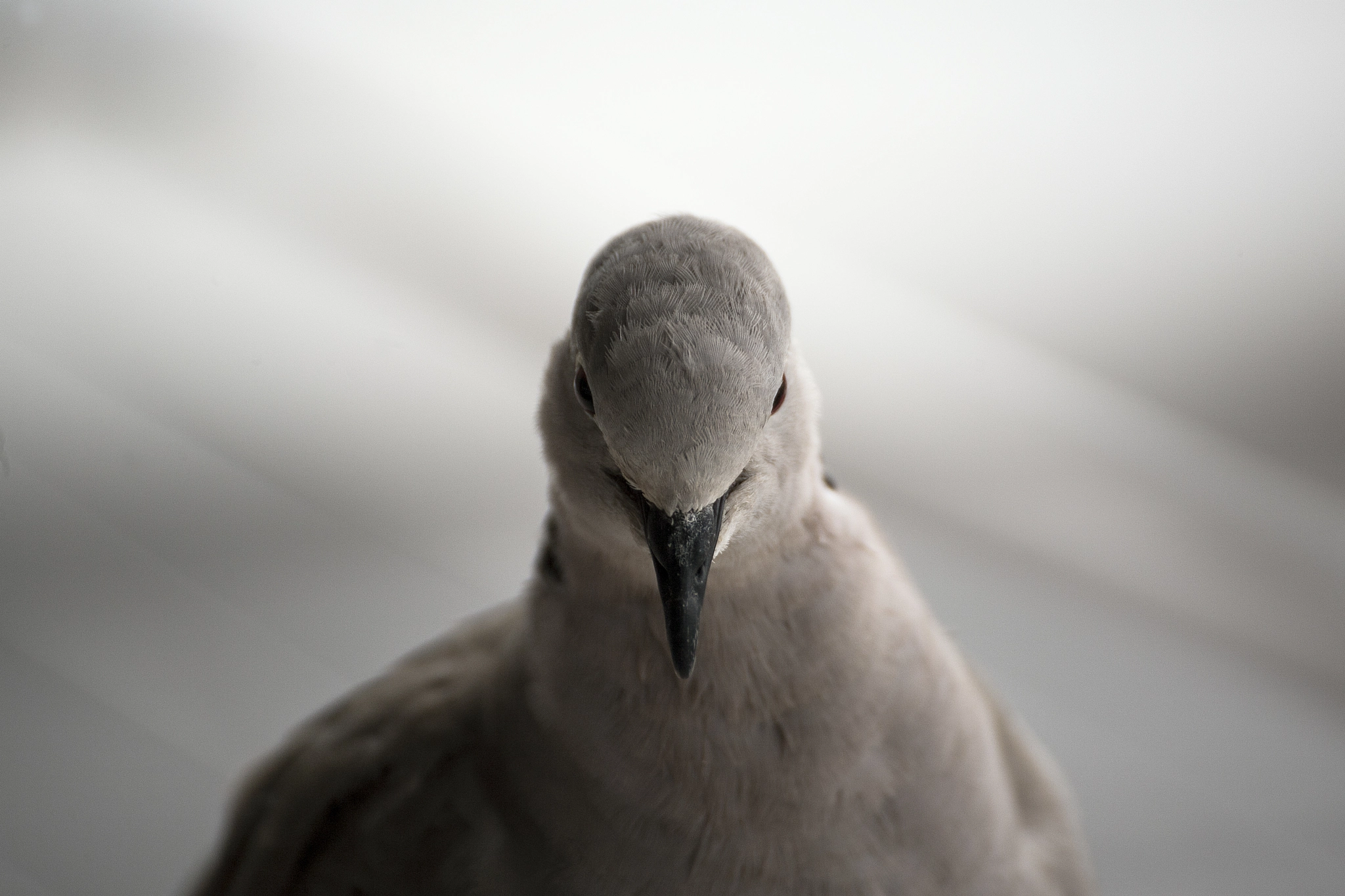 Canon EOS 5D sample photo. Head to head photography