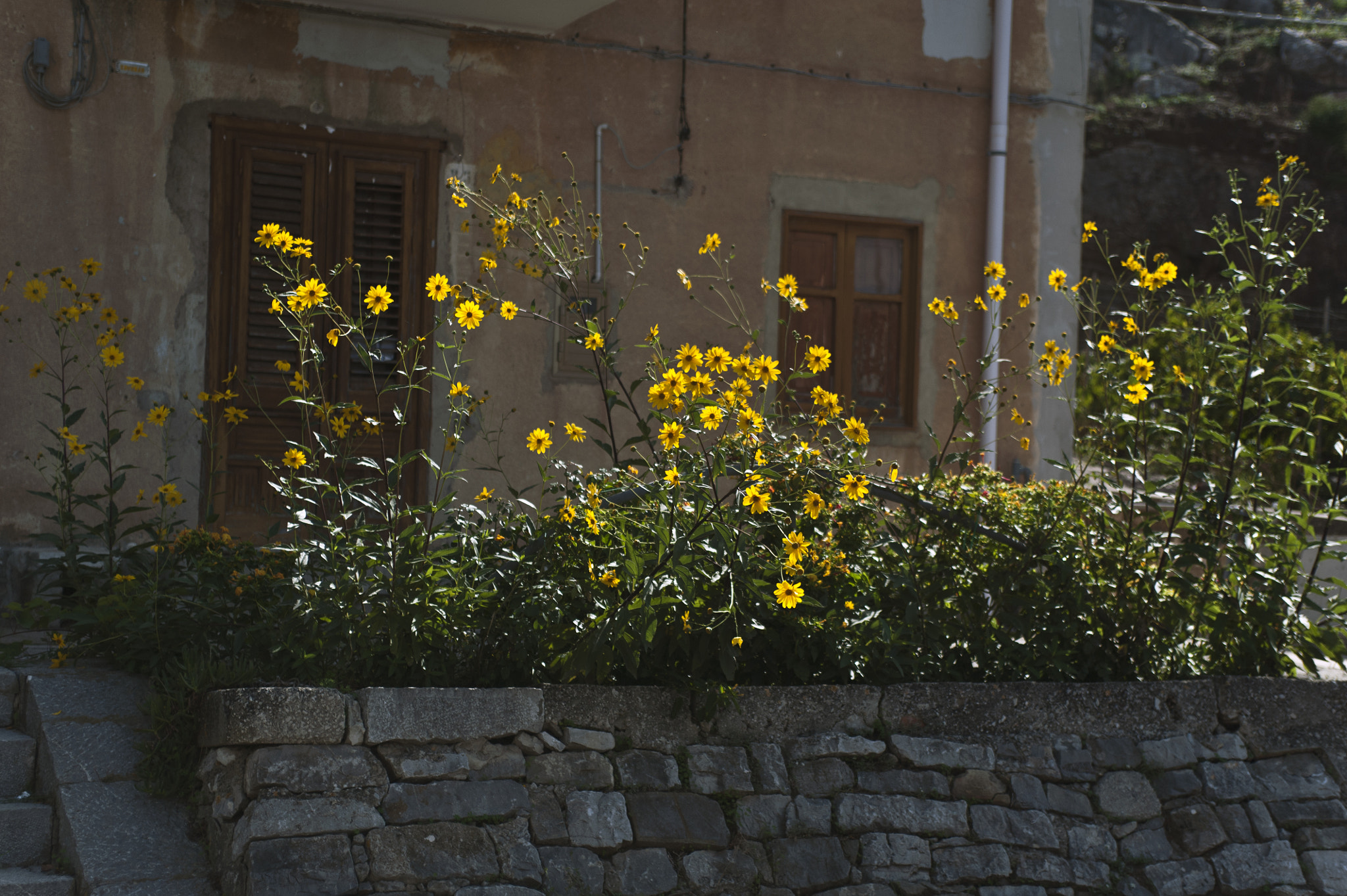 Nikon D700 + AF Zoom-Nikkor 35-70mm f/2.8 sample photo. I fiori di caccamo photography