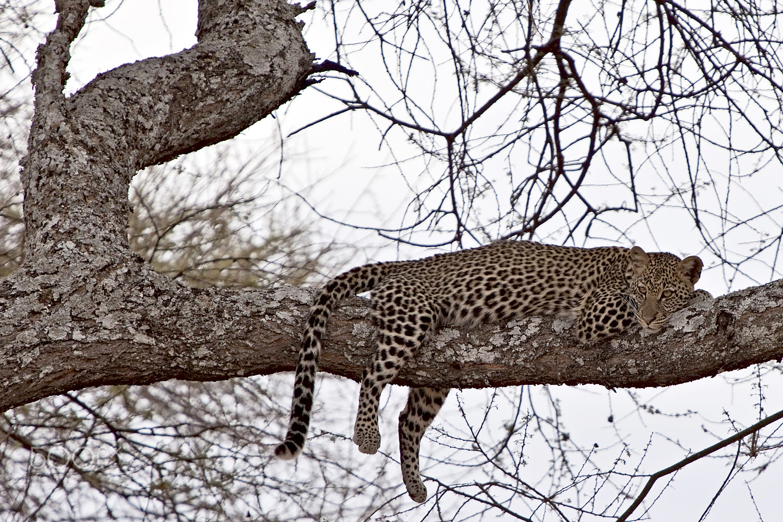 Canon EOS 5D Mark II + Canon EF 70-200mm F2.8L IS USM sample photo. Leopard on the tree. photography