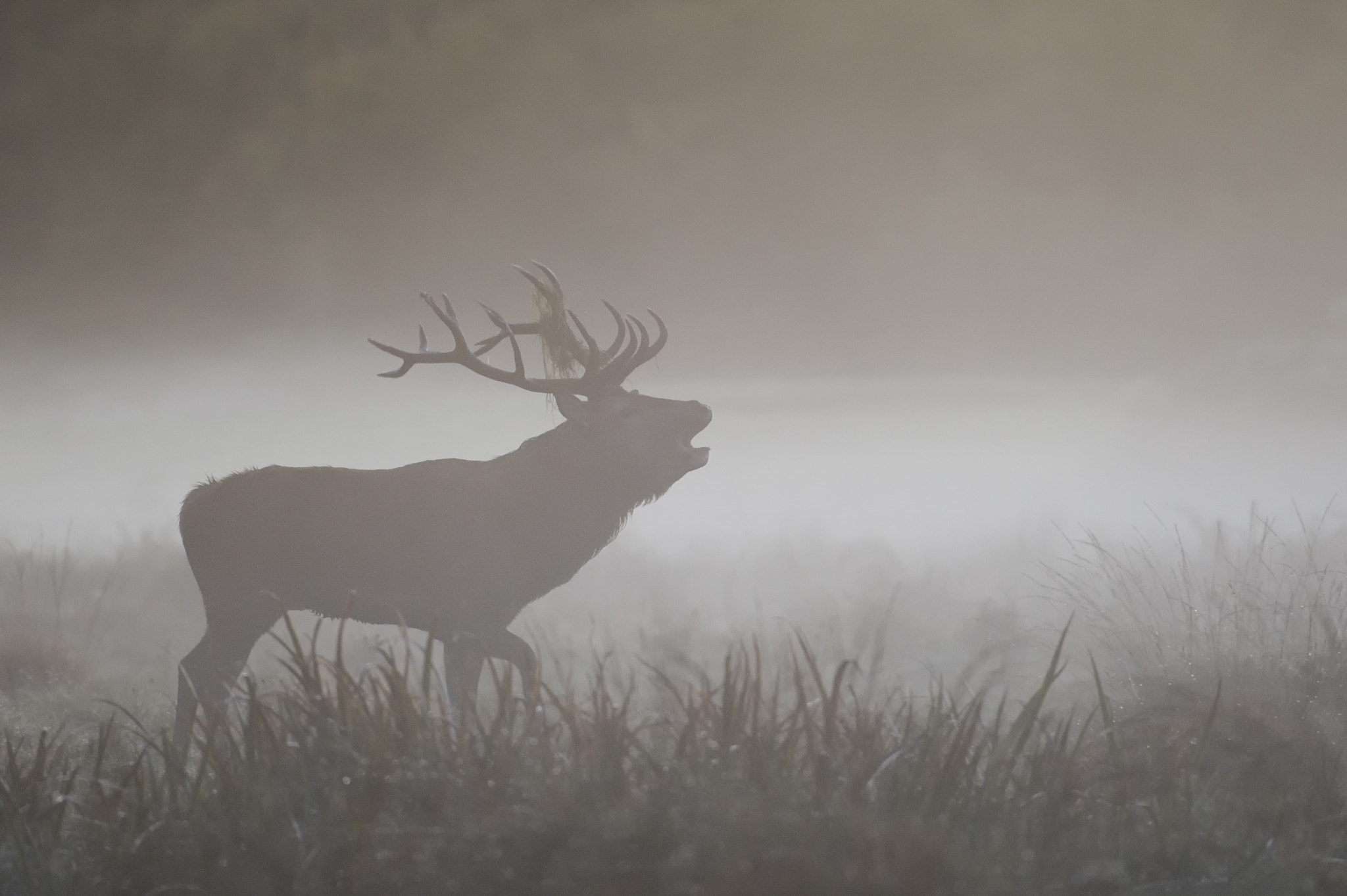 Nikon D3 sample photo. Stag in the fog photography