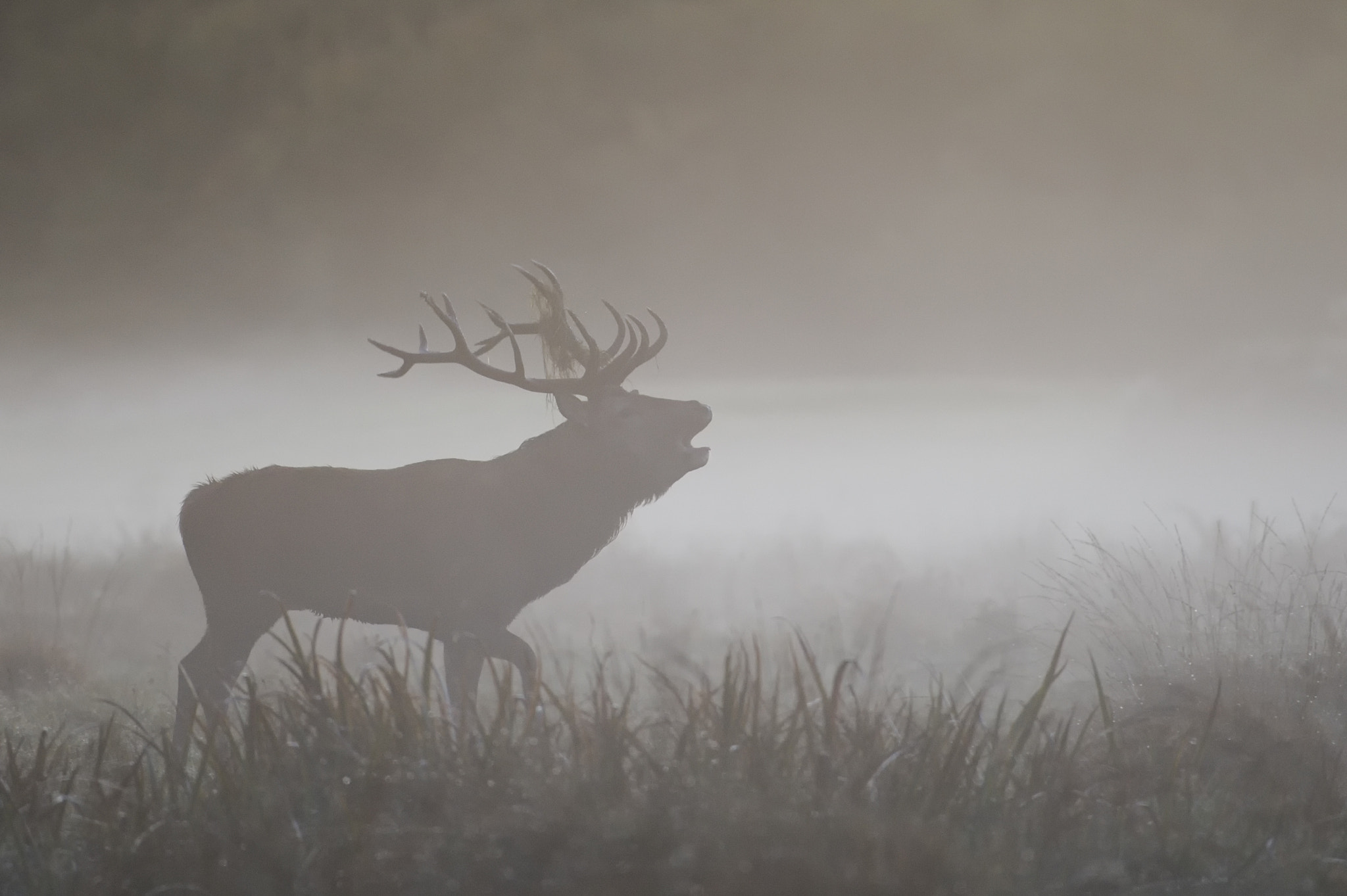 Nikon AF-S Nikkor 200-500mm F5.6E ED VR sample photo. Stag in the fog photography