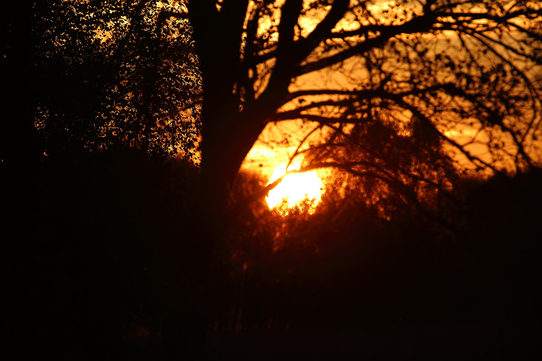 Canon EF 70-200mm F2.8L IS II USM sample photo. This is not africa photography